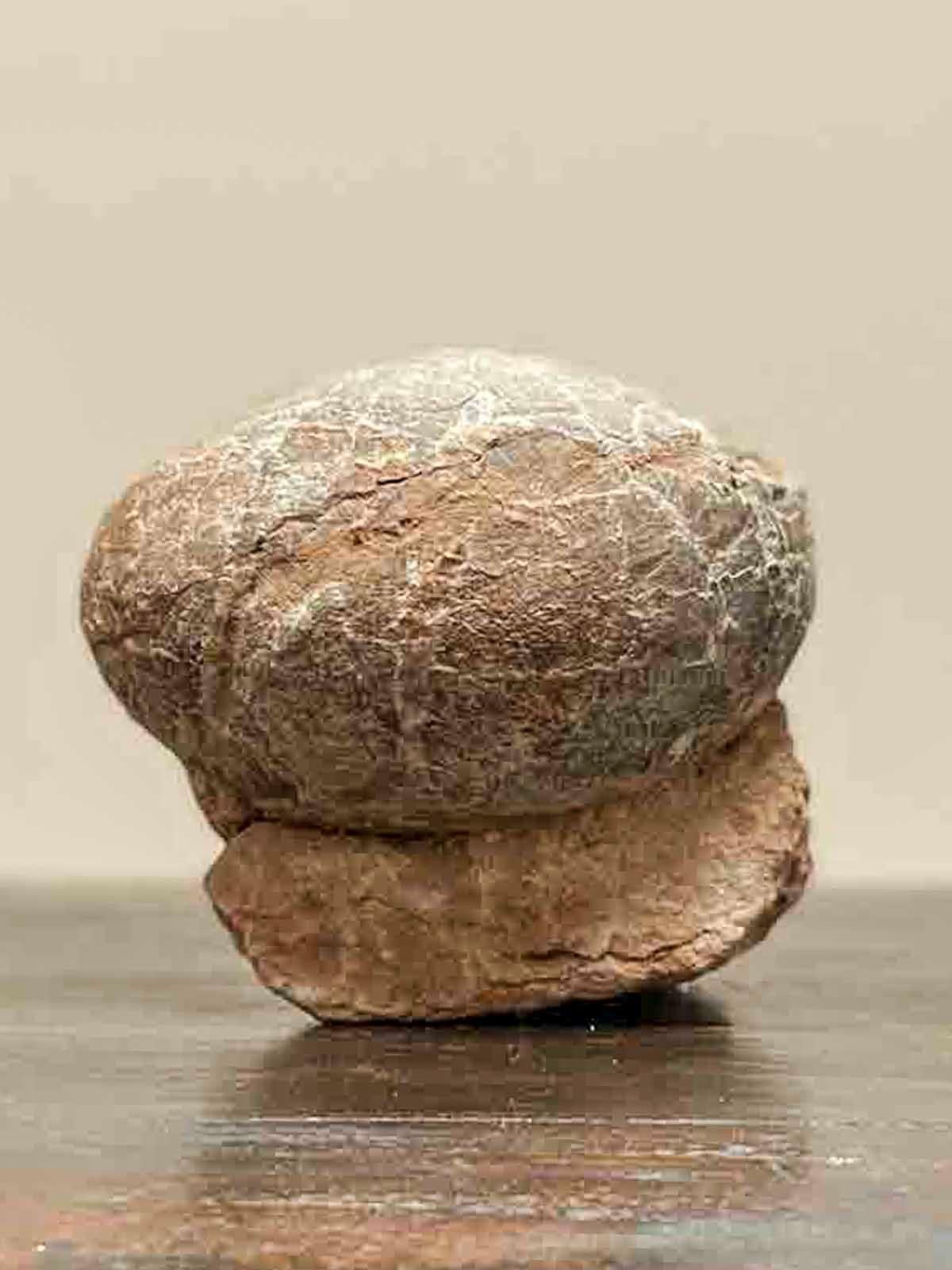 Prehistoric Chinese Petrified Dinosaur Egg with Cracked Surface 3