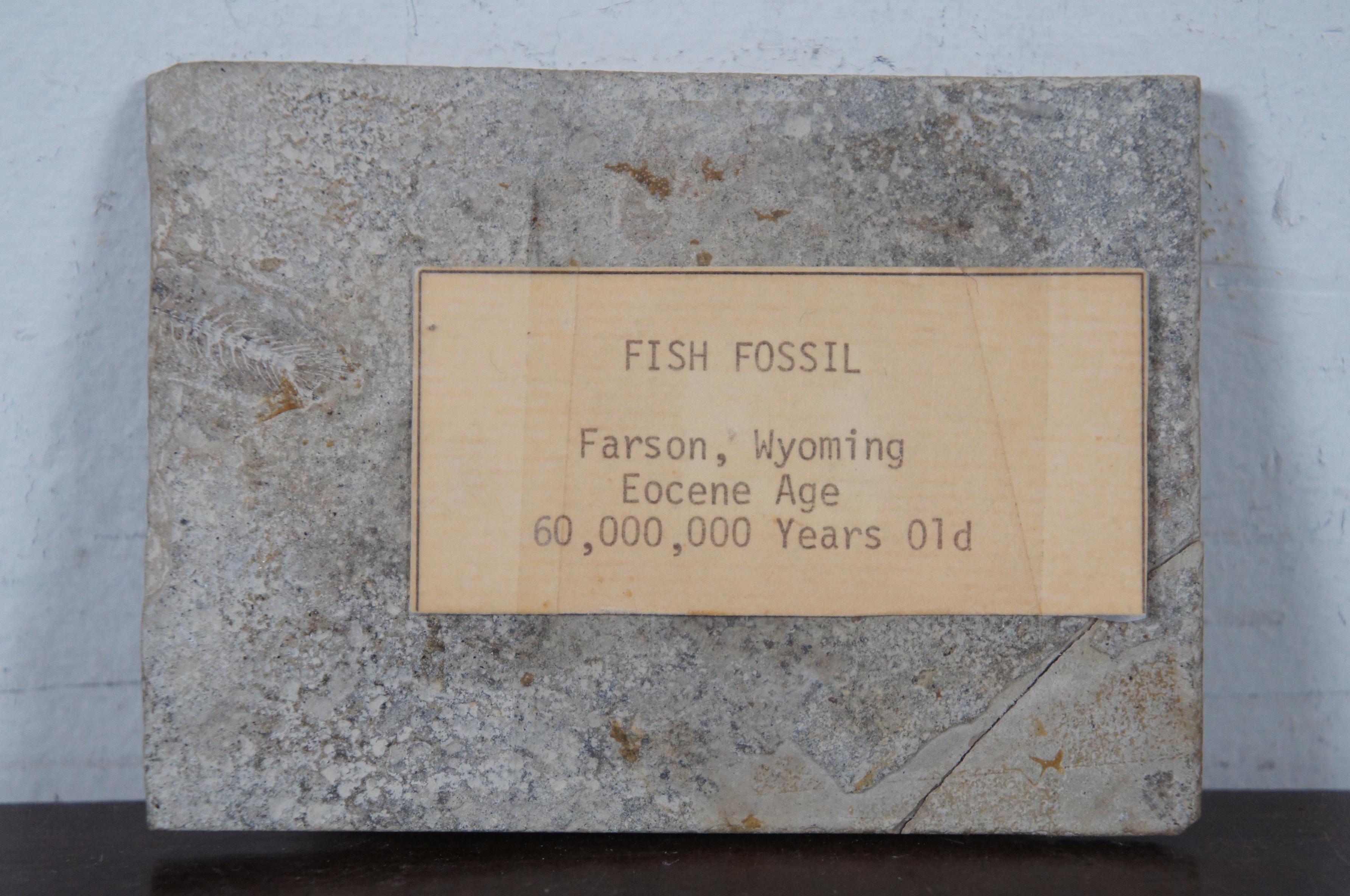 Prehistoric Eocene Age Fish Fossil Plaque Farson Wyoming Paleoichthyology 4