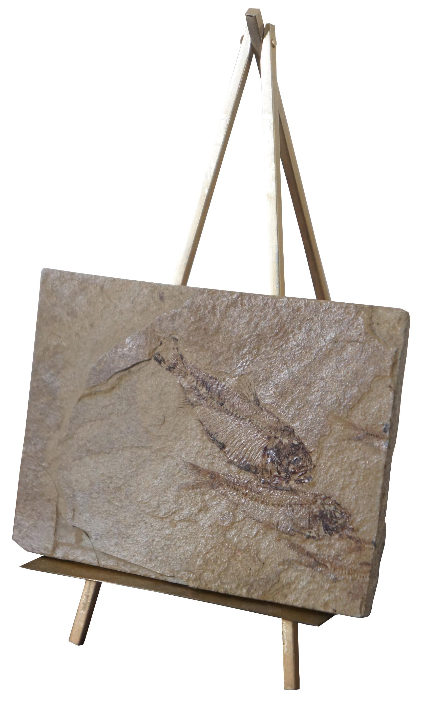 60,000,000 year old double fish fossil found in Farson, Wyoming from the Eocene Age. Includes brass easel for display.

Measures: Fossil 4” x 3” x 0.25” / easel 3.25” x 5” x 6” (Width x depth x height).