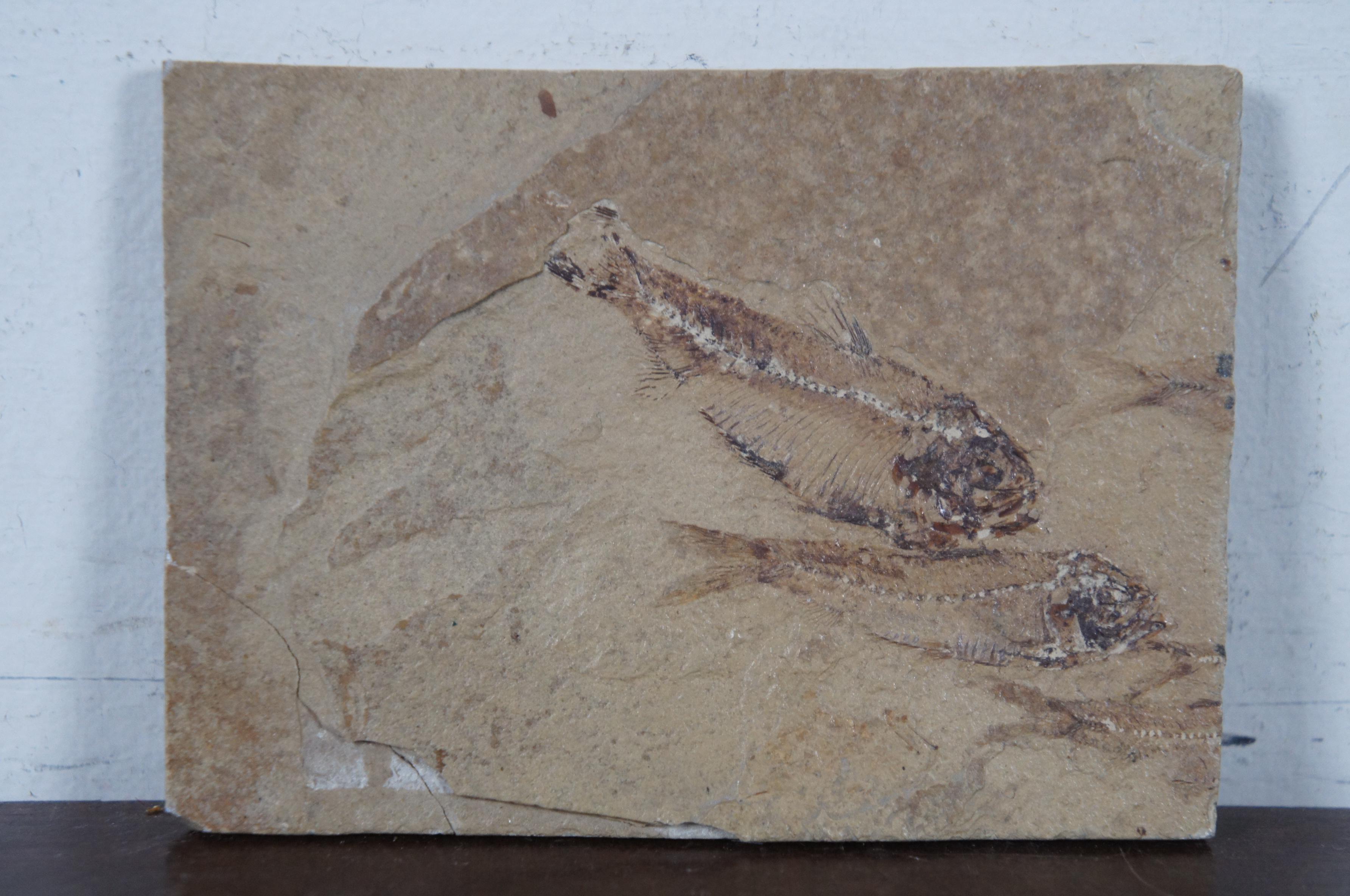 Prehistoric Eocene Age Fish Fossil Plaque Farson Wyoming Paleoichthyology 1