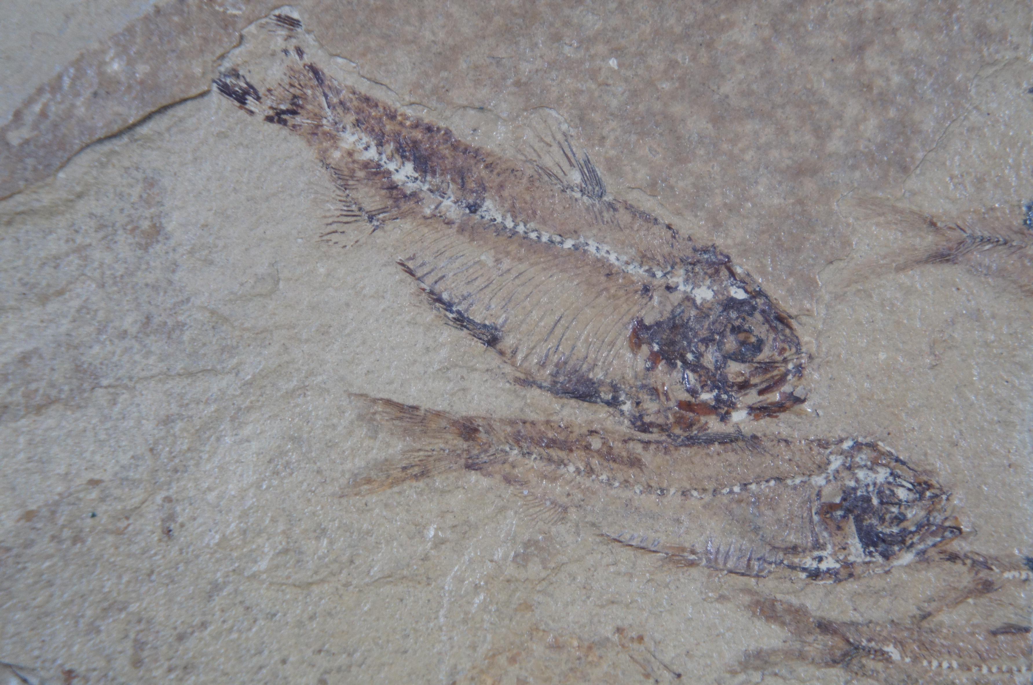 Prehistoric Eocene Age Fish Fossil Plaque Farson Wyoming Paleoichthyology 2