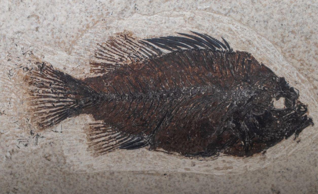Prähistorisches Fisch Fossil „Priscacara Serrata“ (Sonstiges) im Angebot