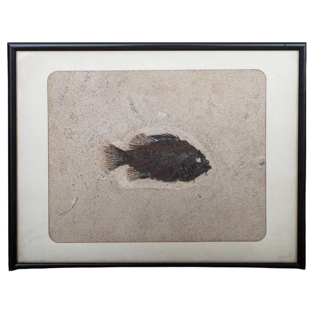 Prähistorisches Fisch Fossil „Priscacara Serrata“ im Angebot
