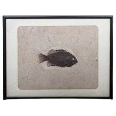 Prähistorisches Fisch Fossil „Priscacara Serrata“