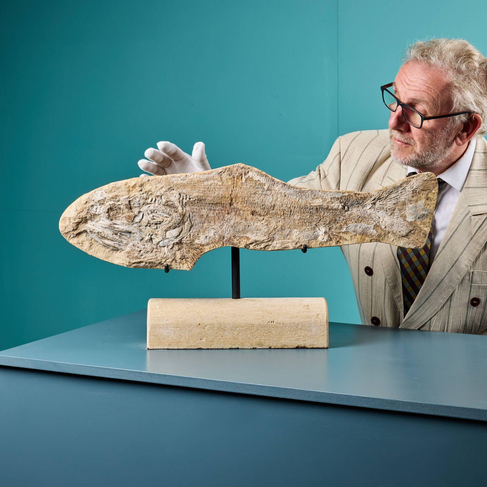 Dieses seltene Fossil eines prähistorischen Fisches ist ein beeindruckendes Exemplar aus Brasilien, das die Zeit über Millionen von Jahren konserviert hat. Auf einer Metallkonsole mit ergänzendem Steinsockel montiert, ist sie ein fantastisches