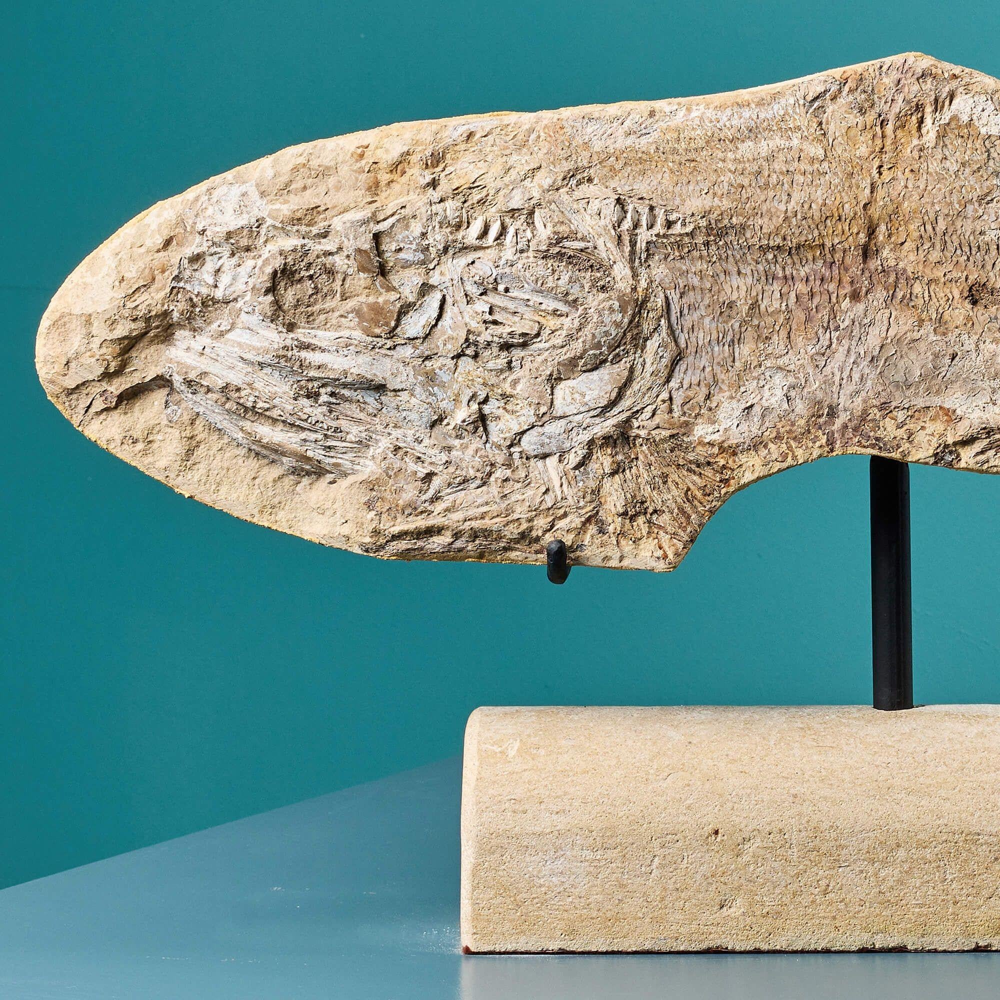Prähistorisches Fossil-Fisch-Exemplar (Brasilianisch) im Angebot