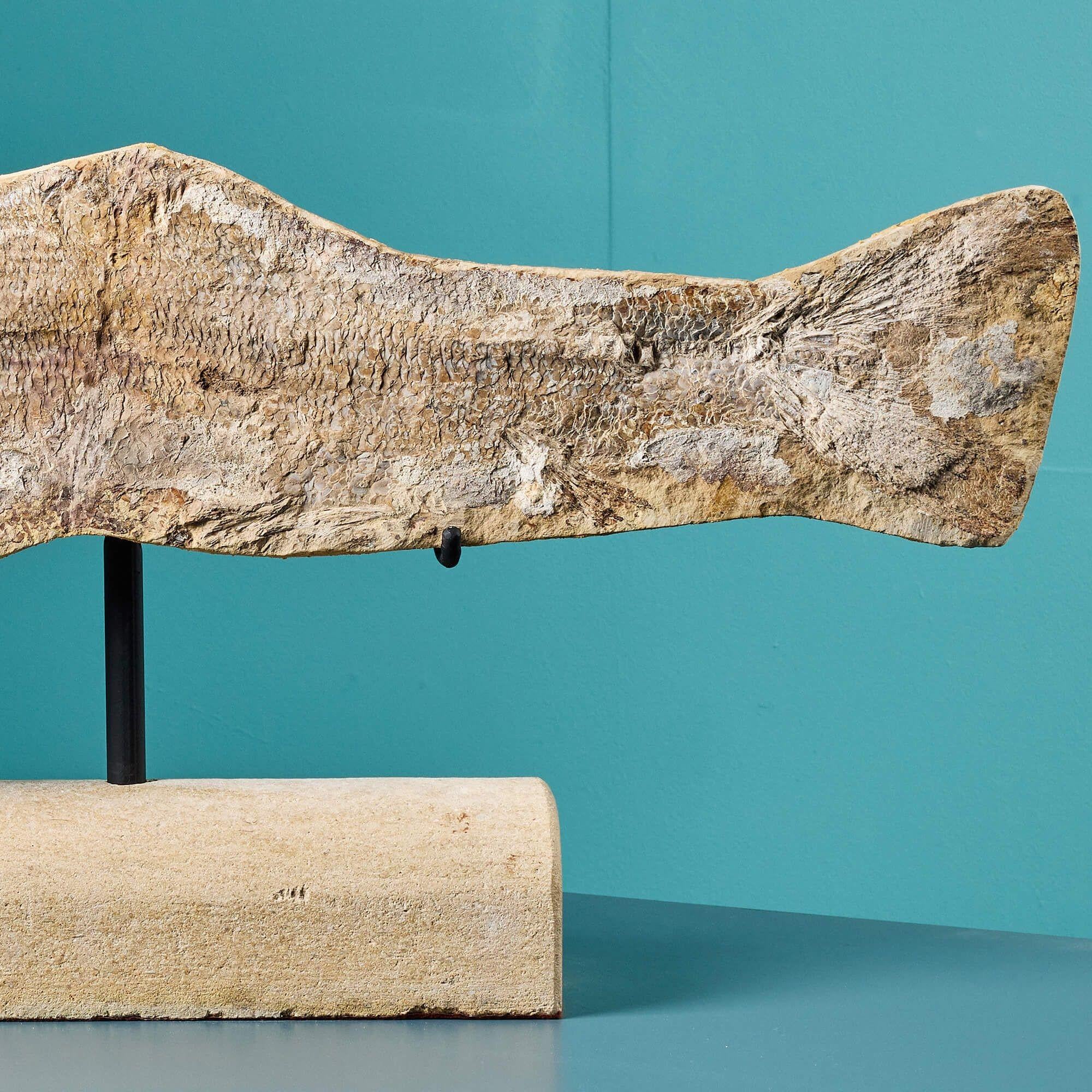 Prehistoric Fossil Fish Specimen In Fair Condition For Sale In Wormelow, Herefordshire