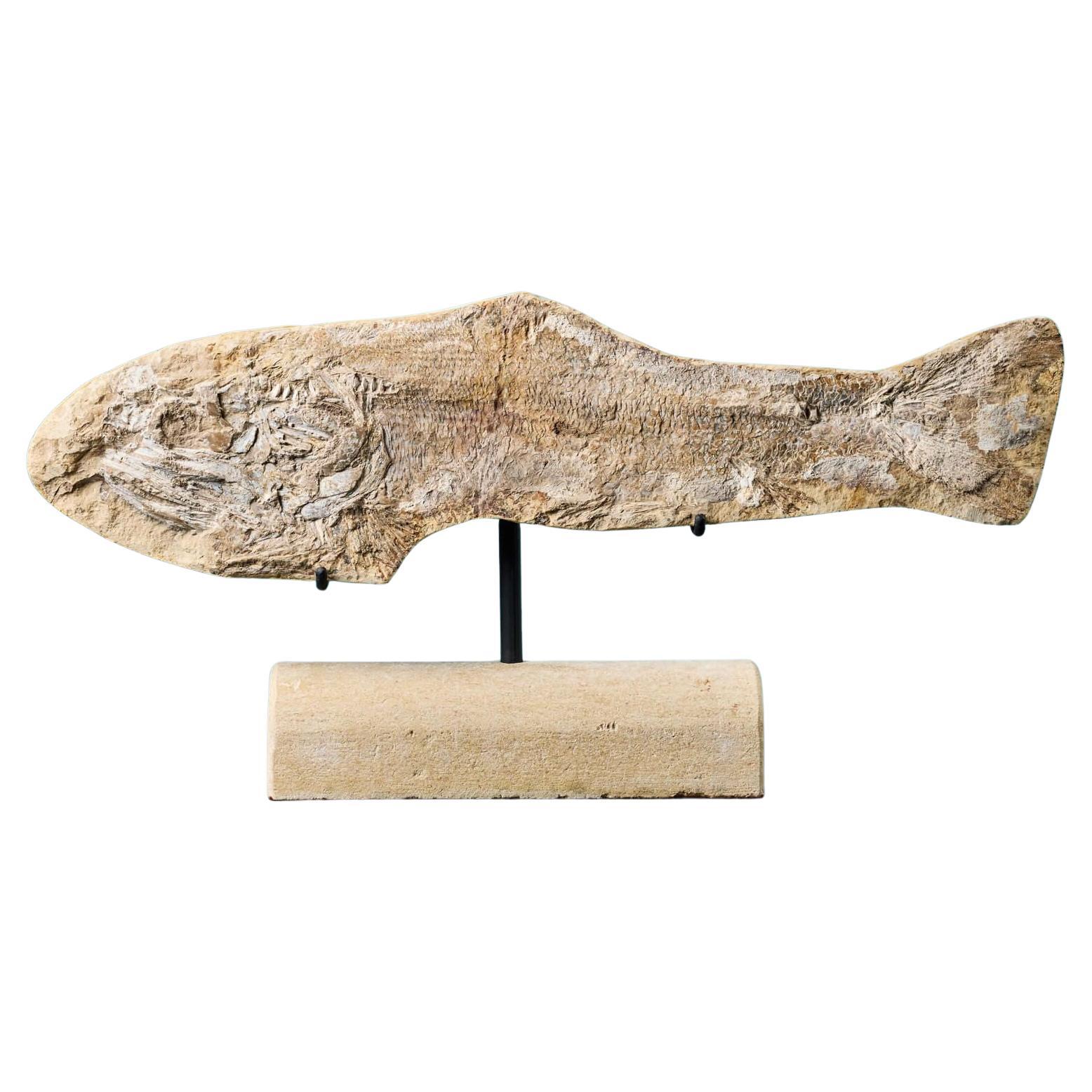 Prähistorisches Fossil-Fisch-Exemplar im Angebot
