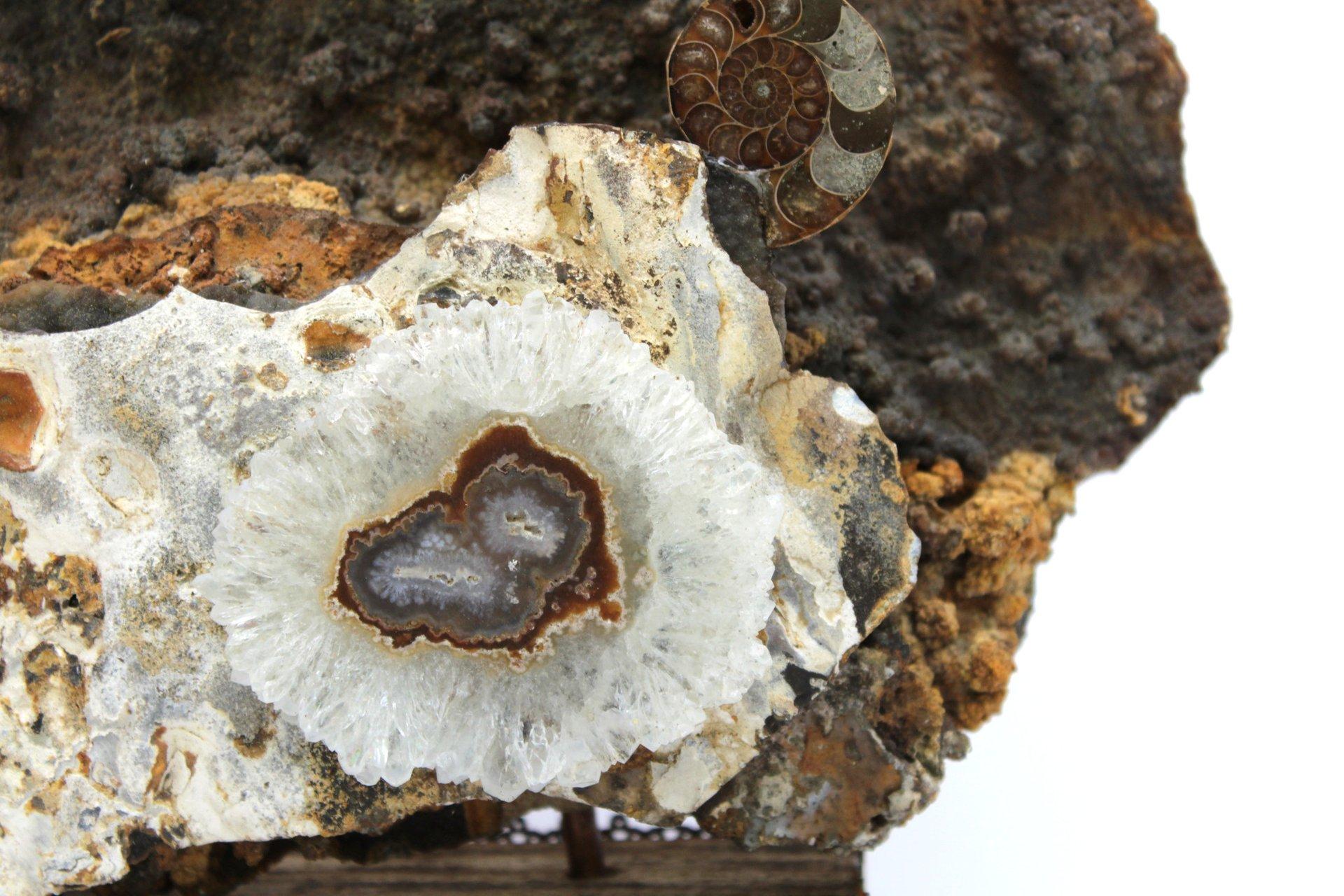 American Prehistoric Fossil Rock Coral on Decorative French Base