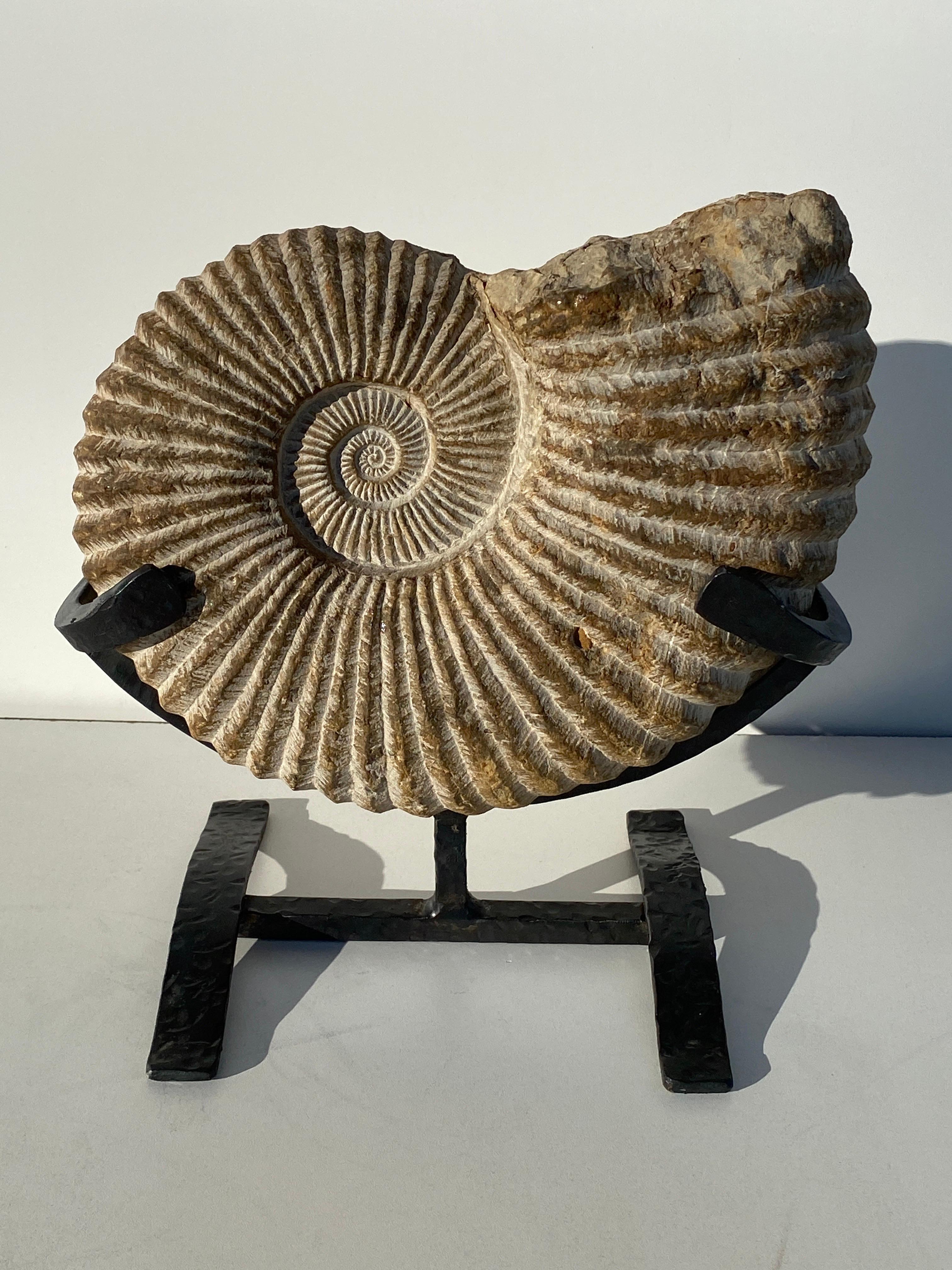 Prehistoric fossilized ammonite on custom metal base.
