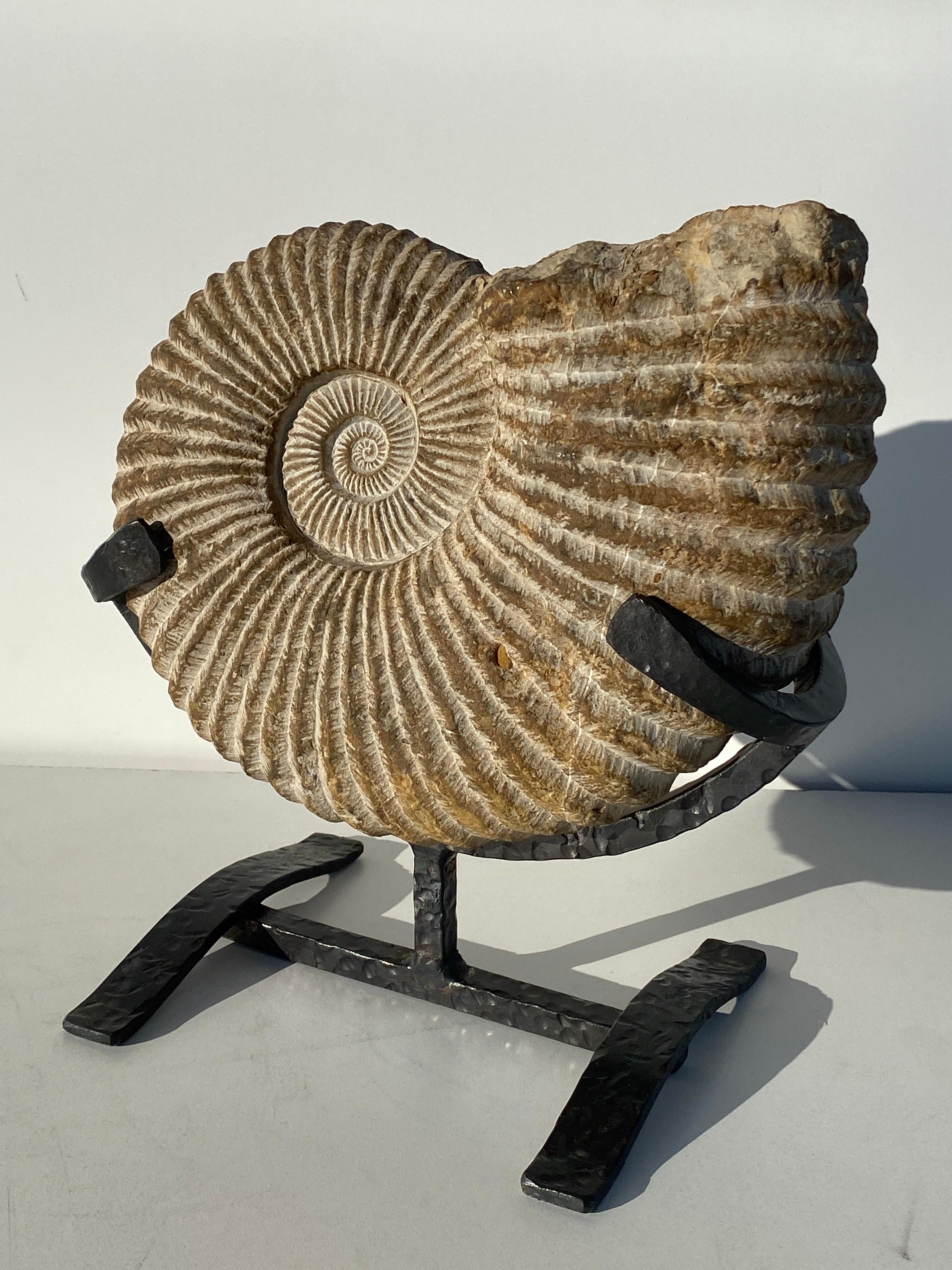 prehistoric ammonite