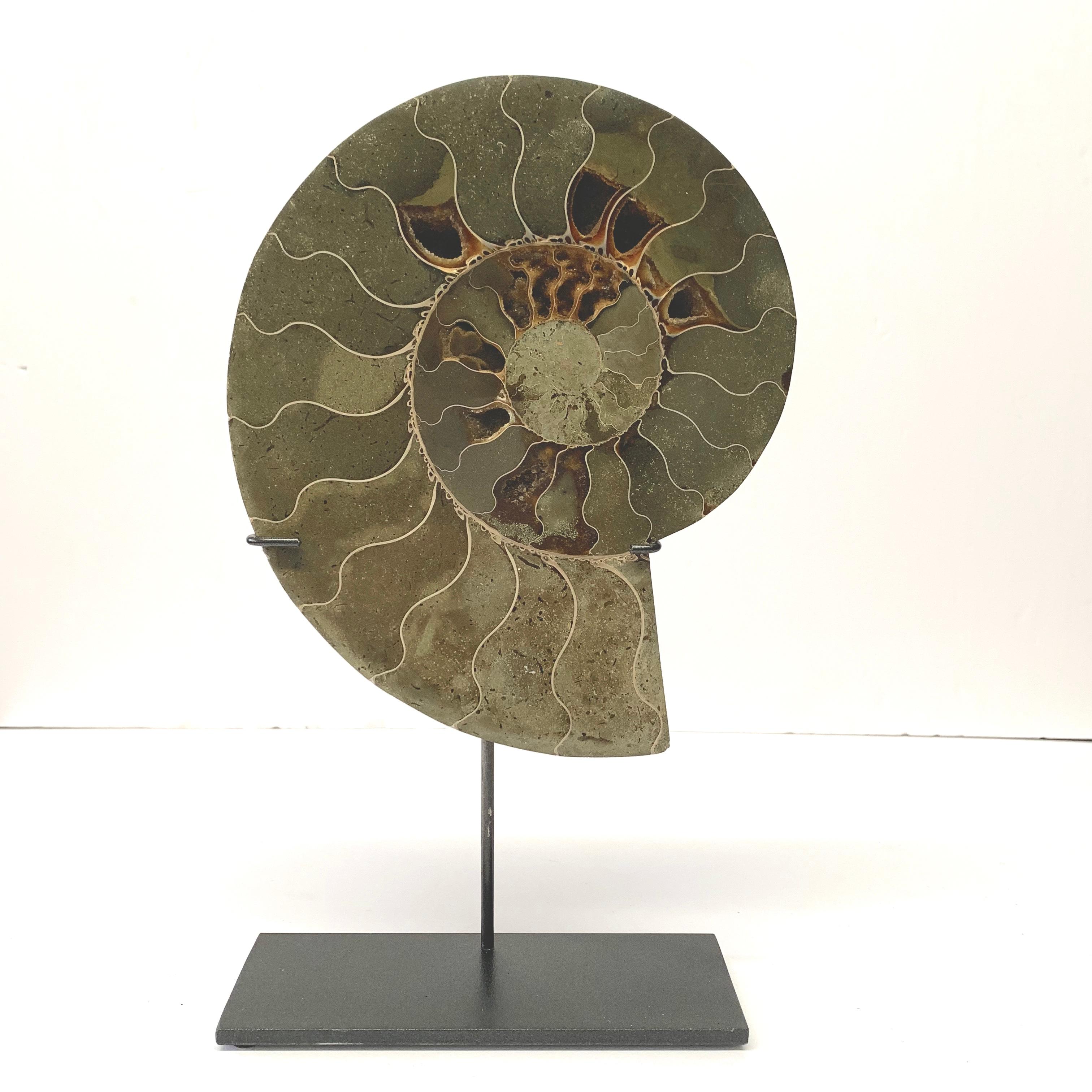 Pair of polished ammonite sculptures from Madagascar
Custom steel stand
One of many from a large collection
Measures: Ammonite A 7