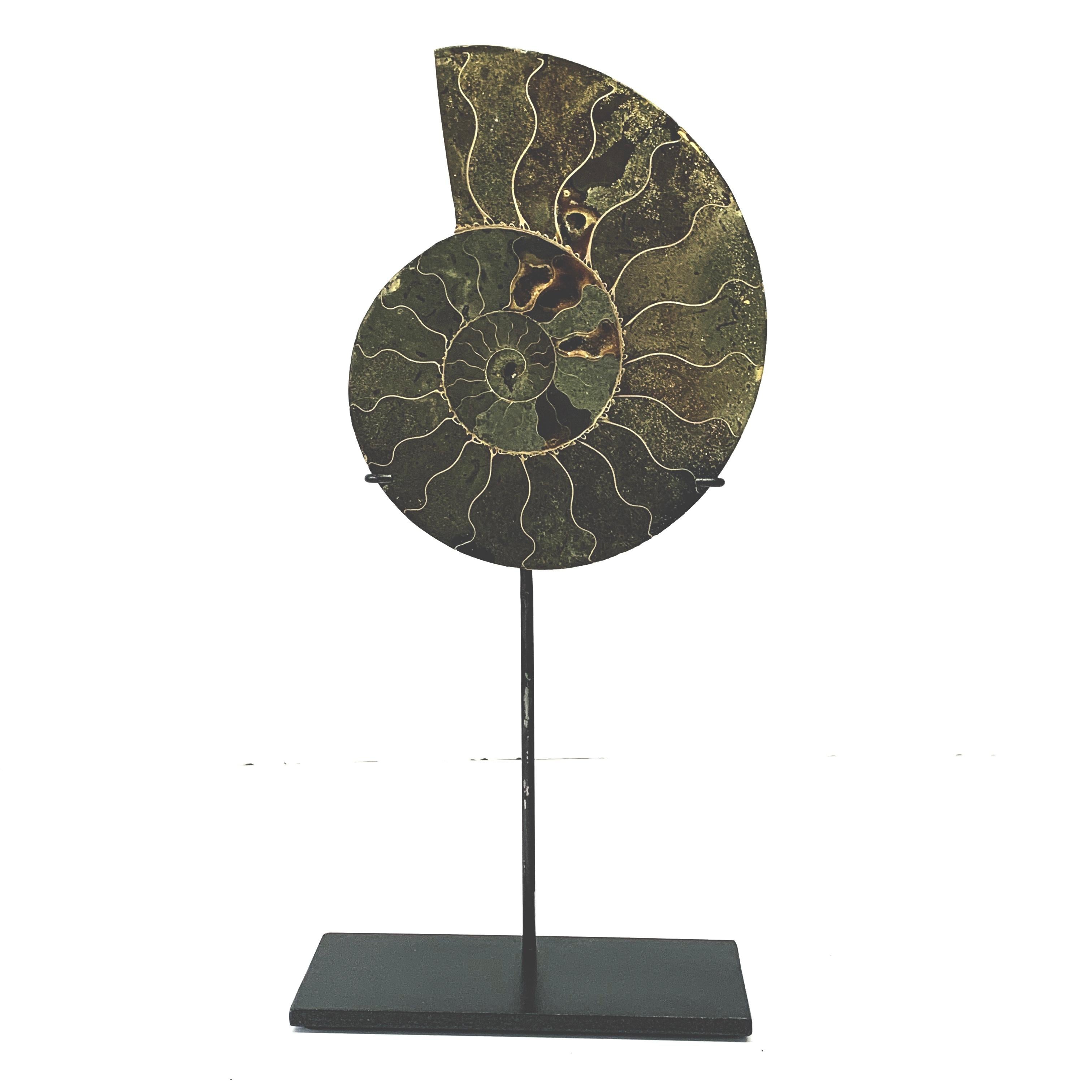 Pair of polished ammonite sculptures from Madagascar
Custom steel stand
One of many from a large collection
Measures: Ammonite A 5.5