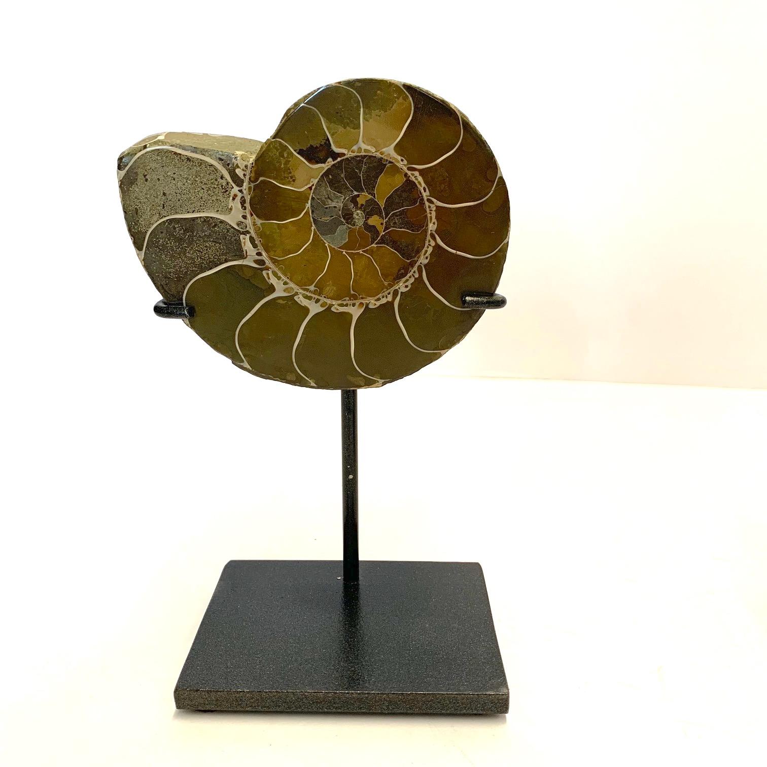 Pair of polished ammonite sculptures from Madagascar.
Custom steel stand.
One of many from a large collection
Ammonite A 3
