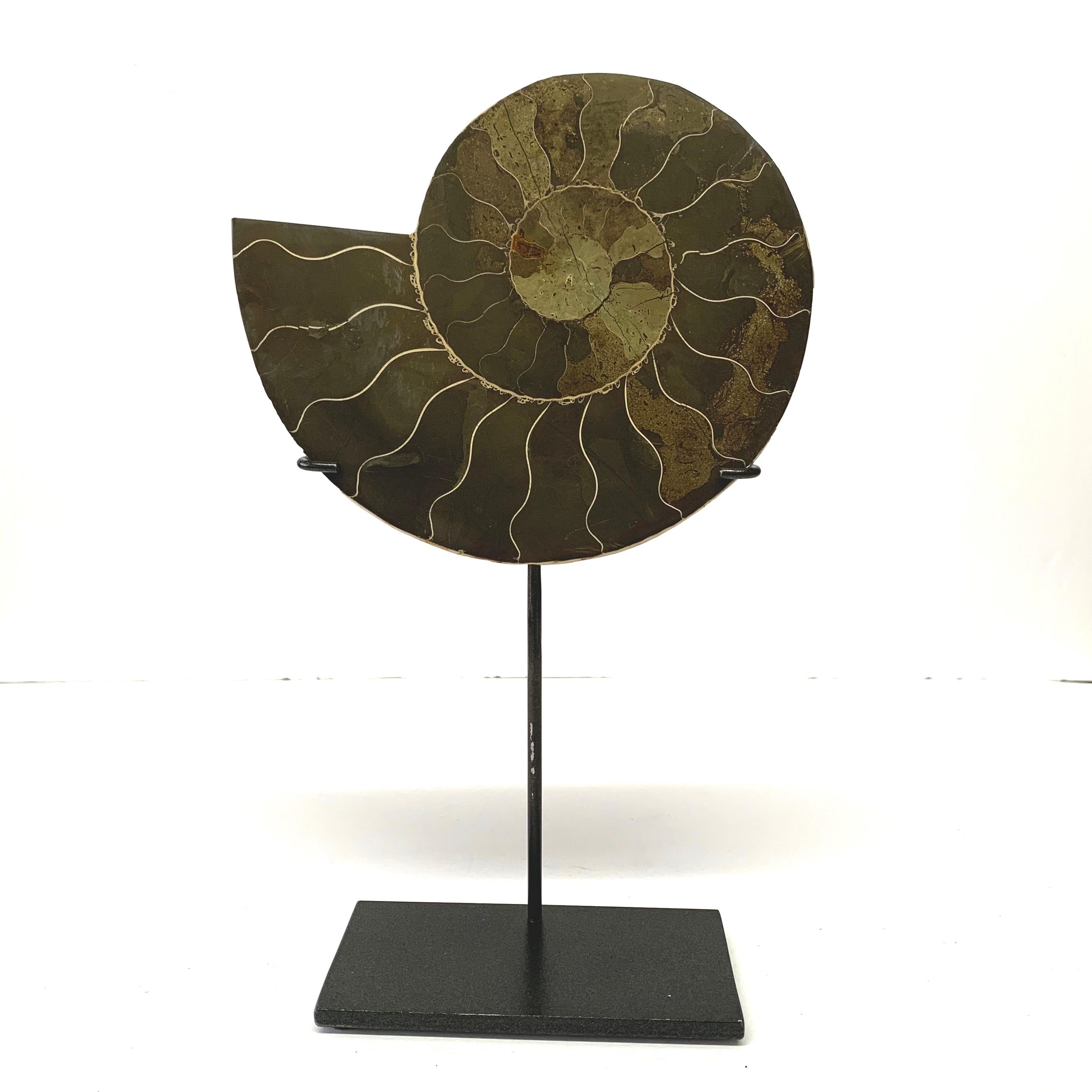 Shades of green pair of polished prehistoric ammonite sculptures from Madagascar
Custom steel stand
One of many from a large collection
Ammonite A 7