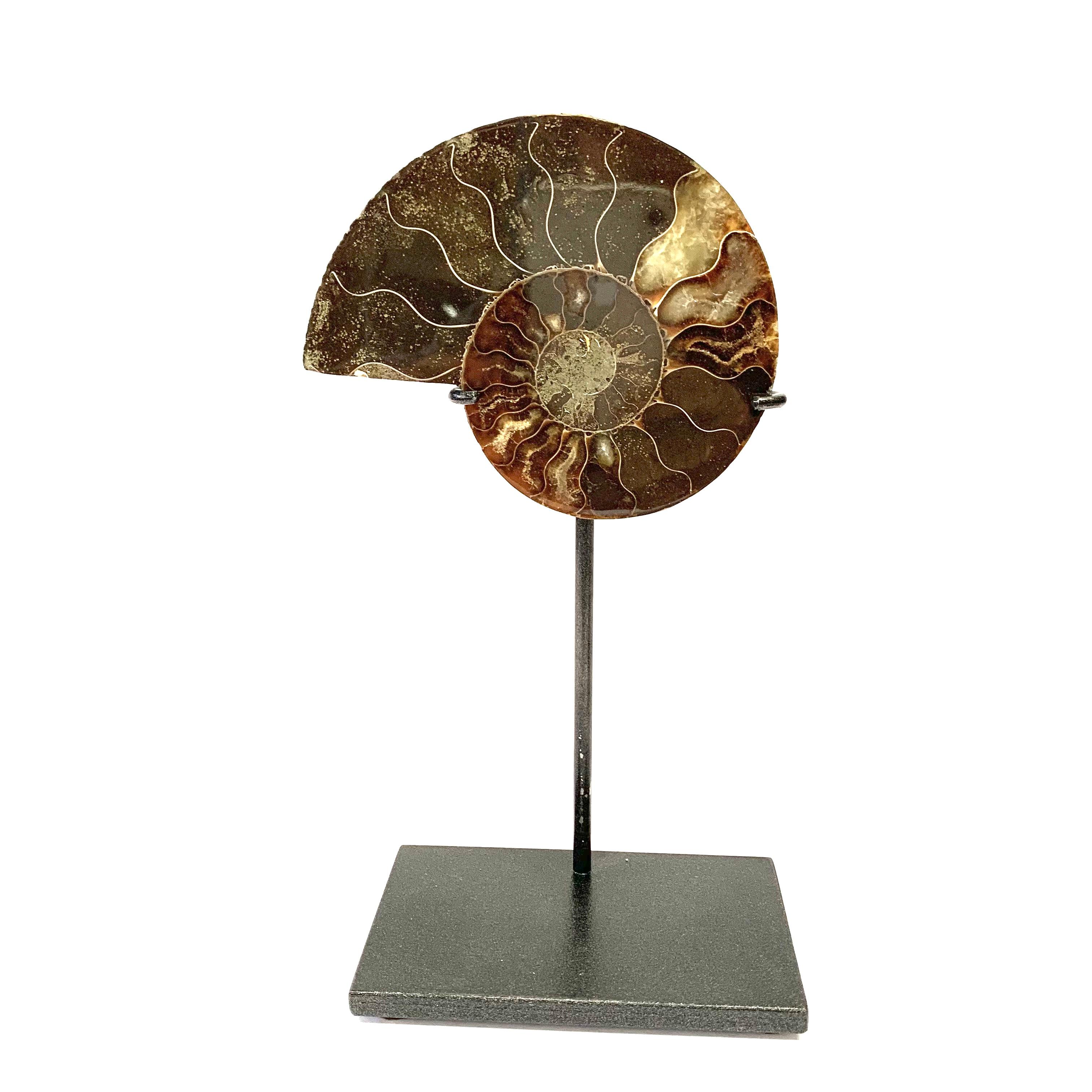 Pair of polished ammonite sculptures from Madagascar
Custom steel stand
One of many from a large collection.
Ammonite A 4.25