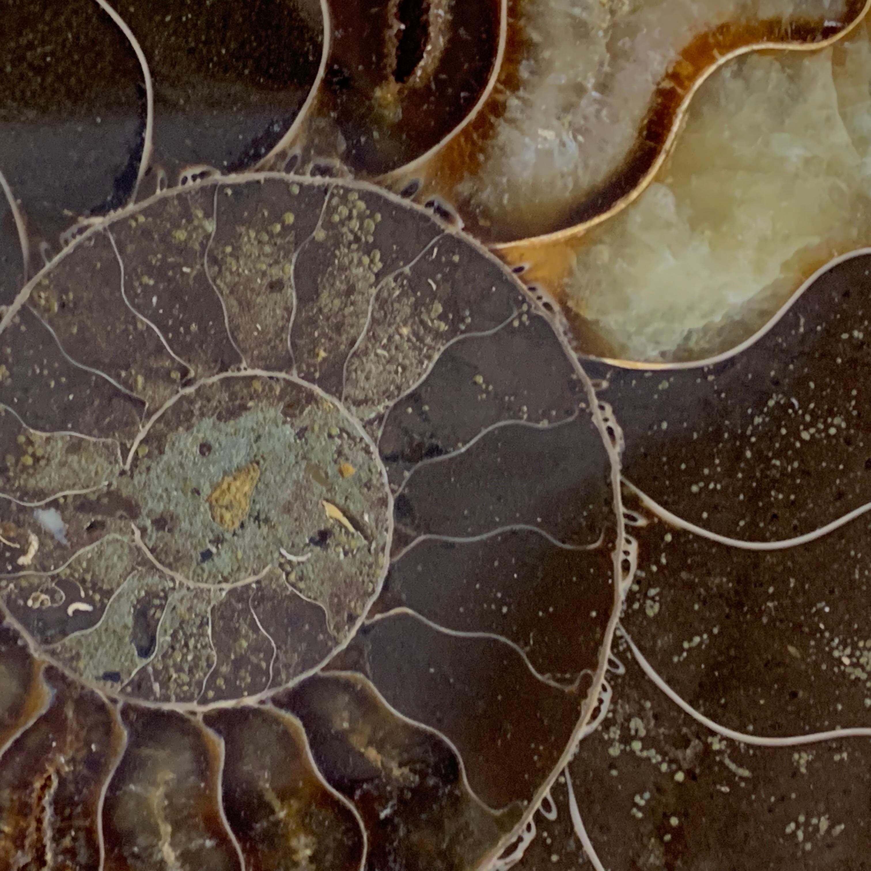 Prehistoric Madagascar Pair of Ammonite Sculptures on Stands In Good Condition In New York, NY