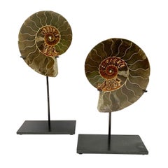 Prehistoric Madagascar Pair of Ammonite Sculptures on Stands