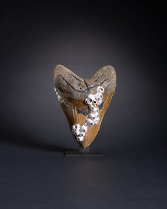 Prehistoric Megalodon Shark Tooth with Barnacles