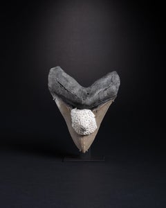 Prehistoric Megalodon Shark Tooth with Starburst Coral EncrusA spectaculatations