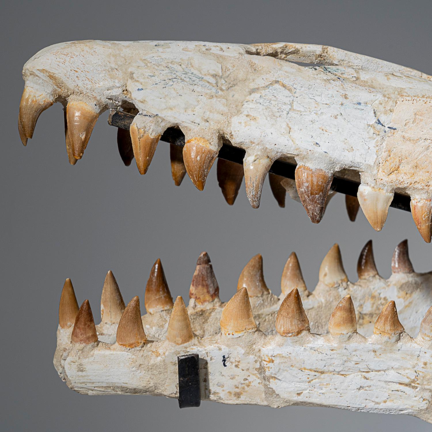 Crâne fossile de mosasaure du Maroc, datant de 65 millions d'années, de qualité muséale.

Les mosasaures ont probablement évolué à partir d'un groupe éteint de lézards aquatiques connus sous le nom d'aigialosaures au début du Crétacé (il y a 73 à 65