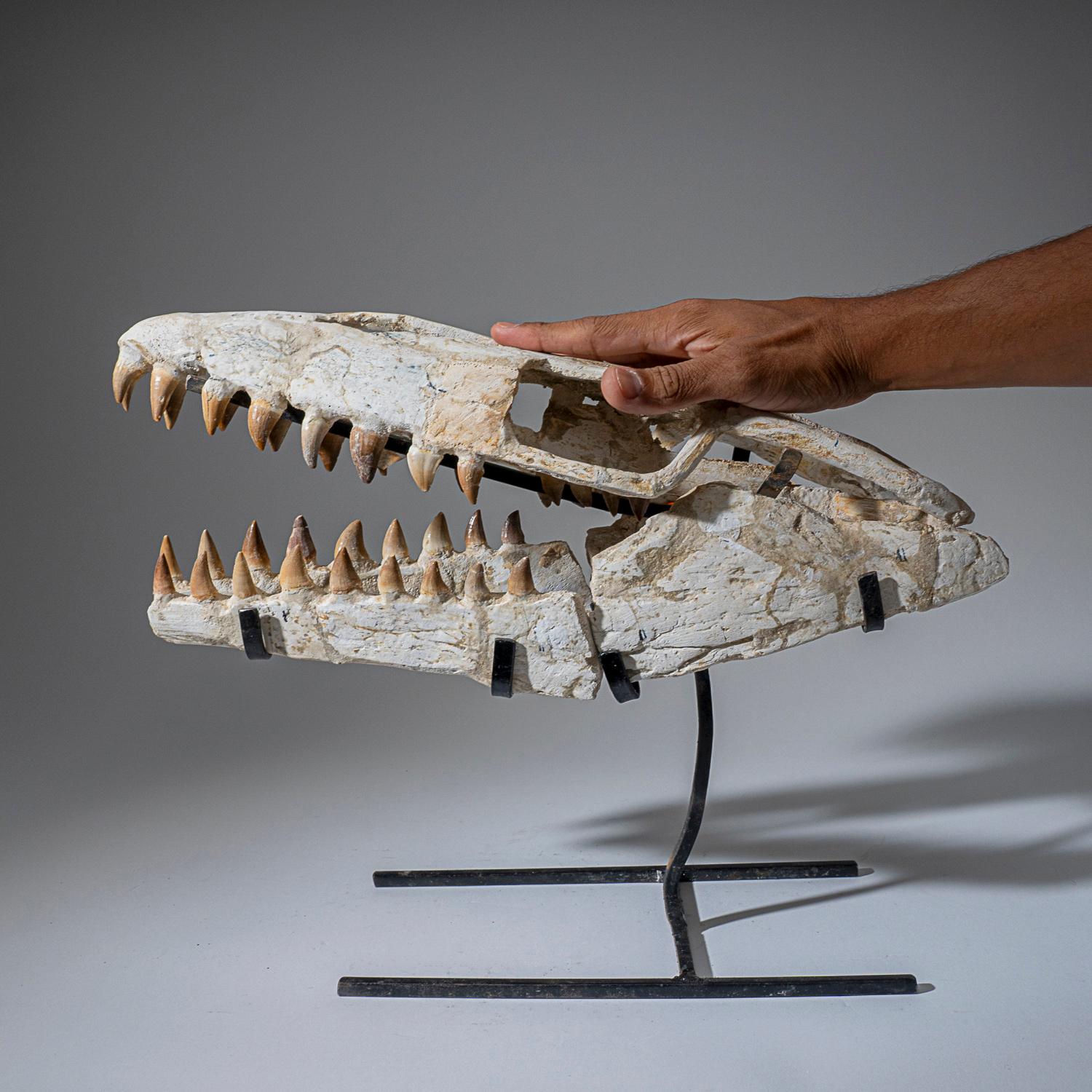 Marocain Crâne fossile de mosasaure préhistorique de l'ère jurassique (2.4 lbs)