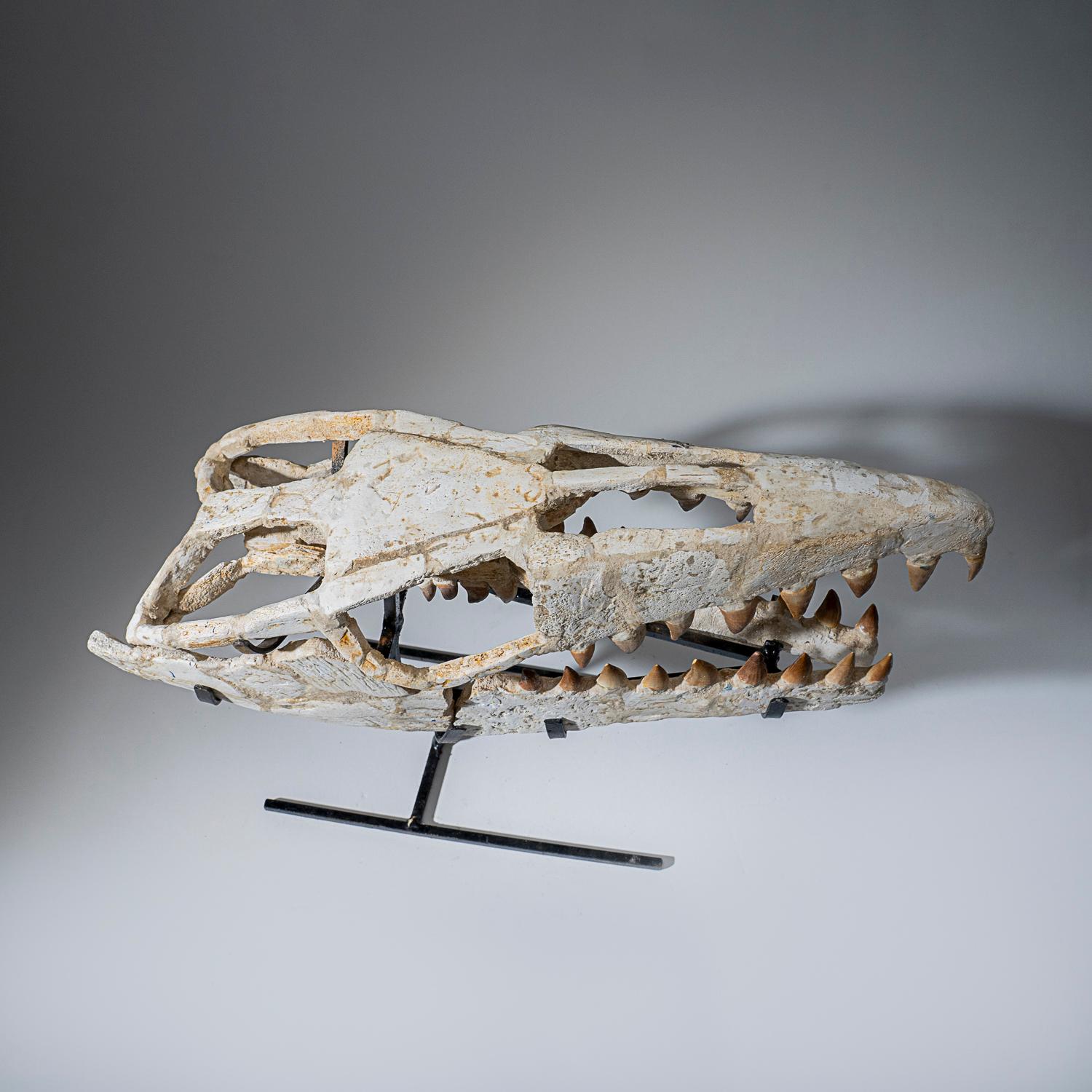 Crâne fossile de mosasaure préhistorique de l'ère jurassique (2.4 lbs) Bon état à New York, NY