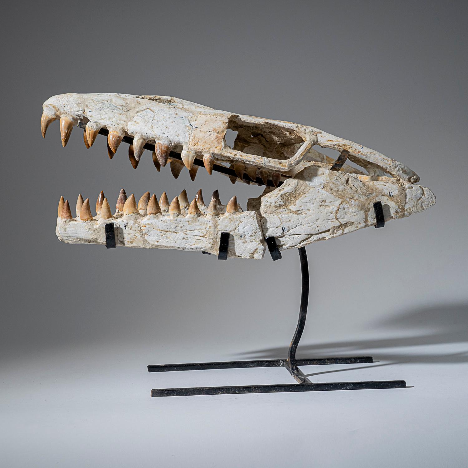 XVIIIe siècle et antérieur Crâne fossile de mosasaure préhistorique de l'ère jurassique (2.4 lbs)