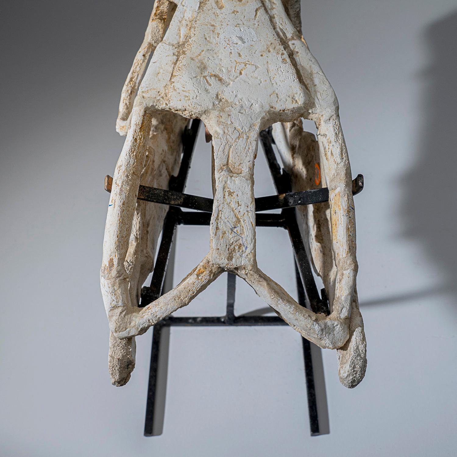 Crâne fossile de mosasaure préhistorique de l'ère jurassique (2.4 lbs) 2