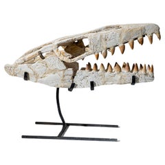 Crâne fossile de mosasaure préhistorique de l'ère jurassique (2.4 lbs)