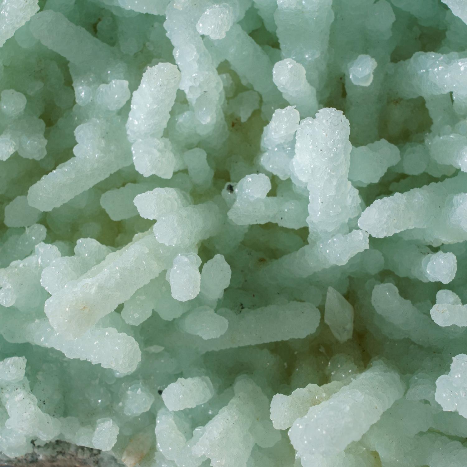 Aus Tekhdi, Madhya Pradesh, Indien

Dies ist eine klassische, verzweigte Großstufe mit herrlichen, durchscheinenden, mintgrünen Prehnitkristallen (Pseudomorphosen nach länglichen Laumontitkristallen) von diesem berühmten Fundort.

Gewicht: 3 lbs,