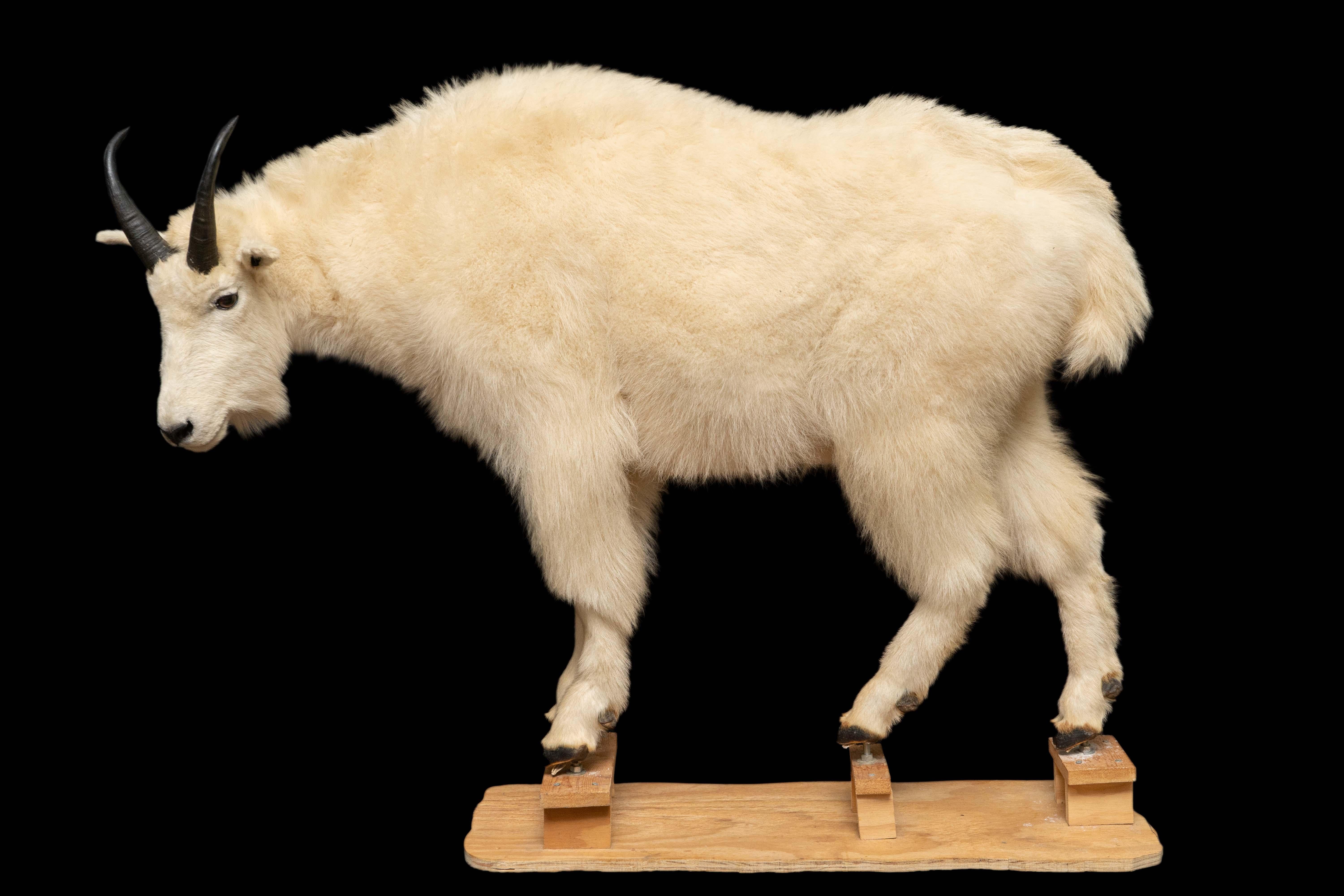 Naturalistic wood mounted premier quality full sized mountain goat.

Measures: 51