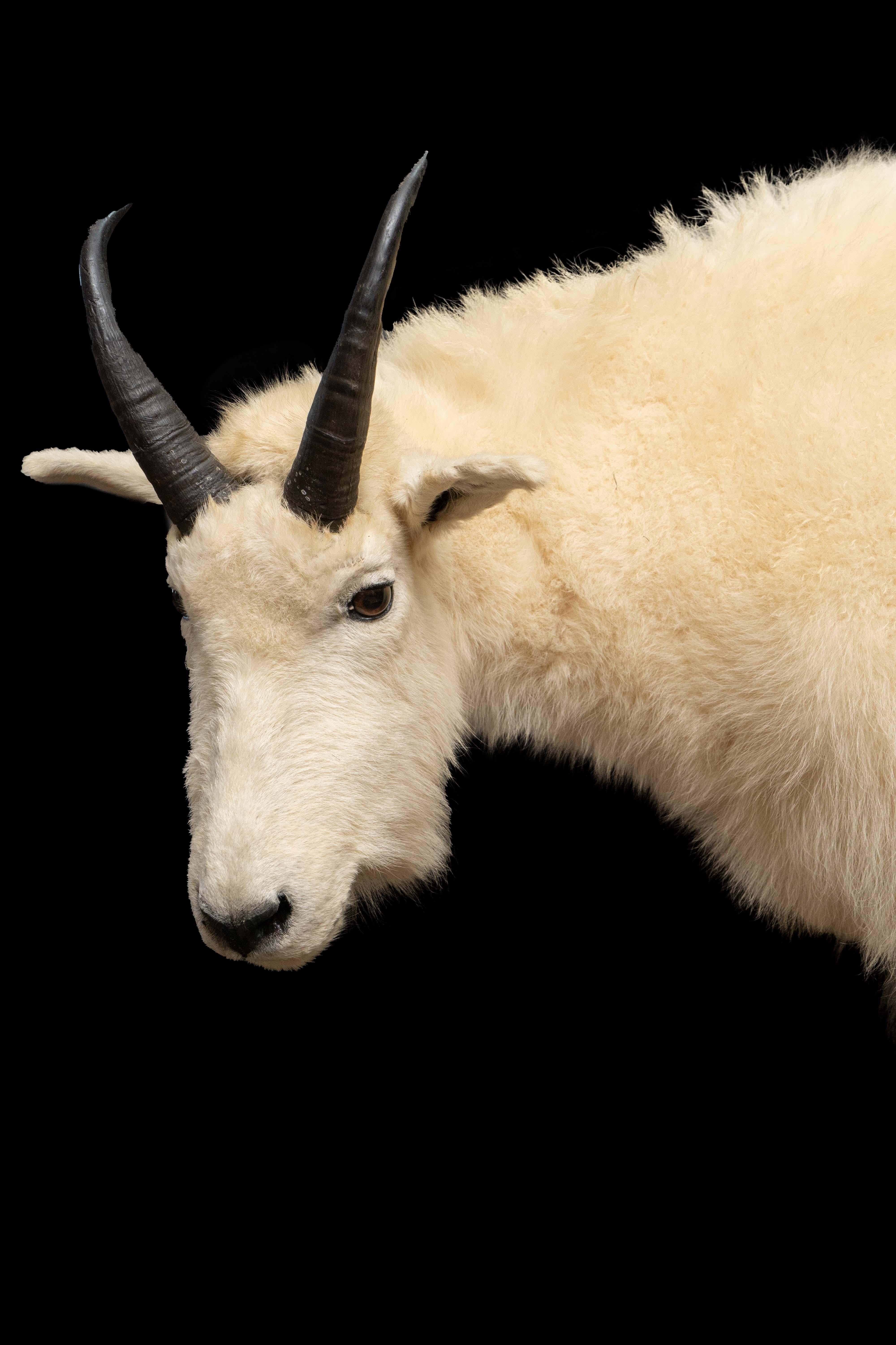 mountain goat for sale