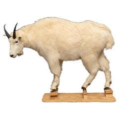 Premier Quality Full Sized Mountain Goat