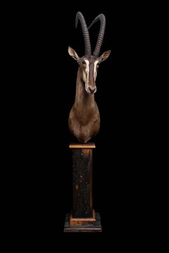 Premier Quality Sable Pedestal Mount