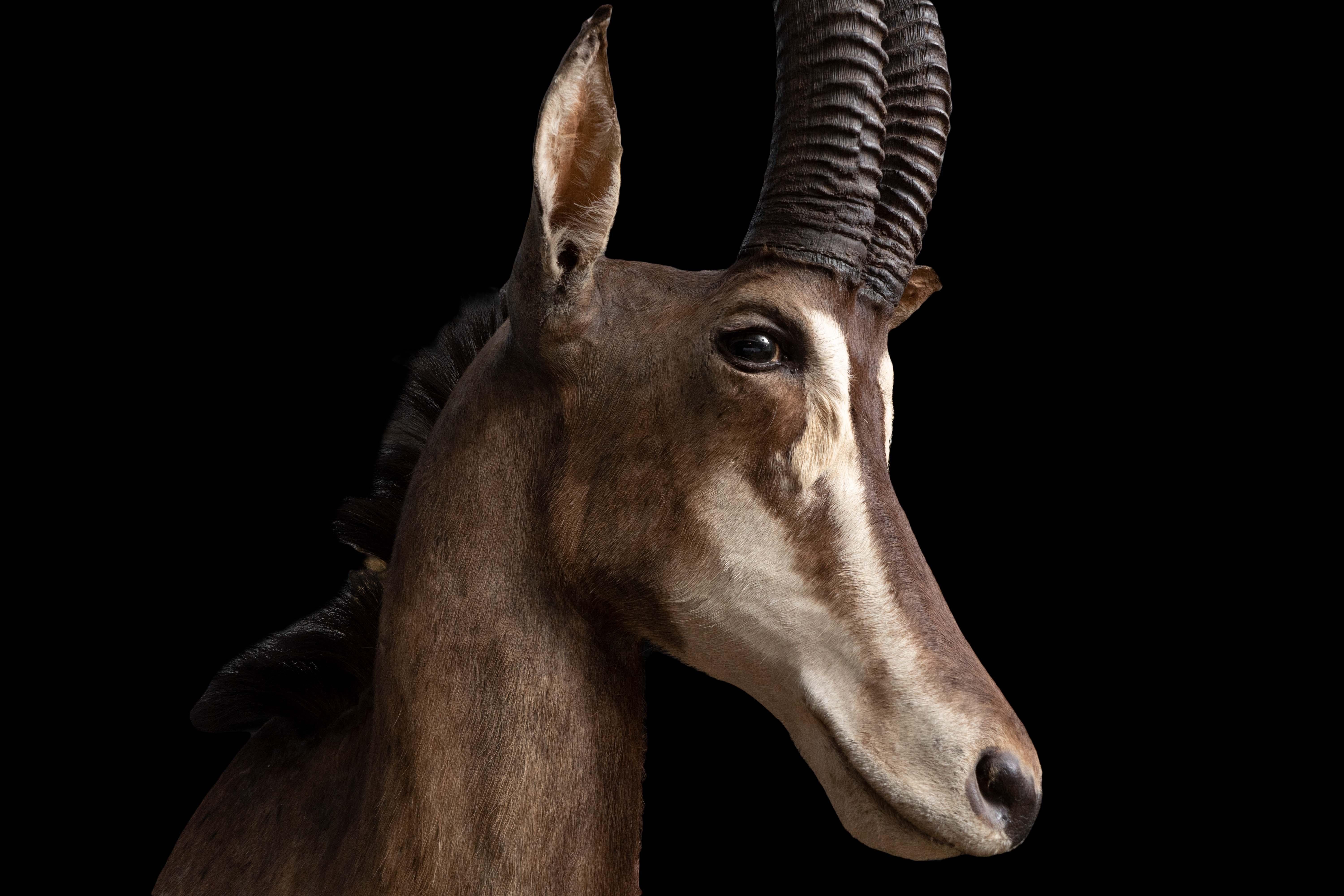 antelope pedestal mount