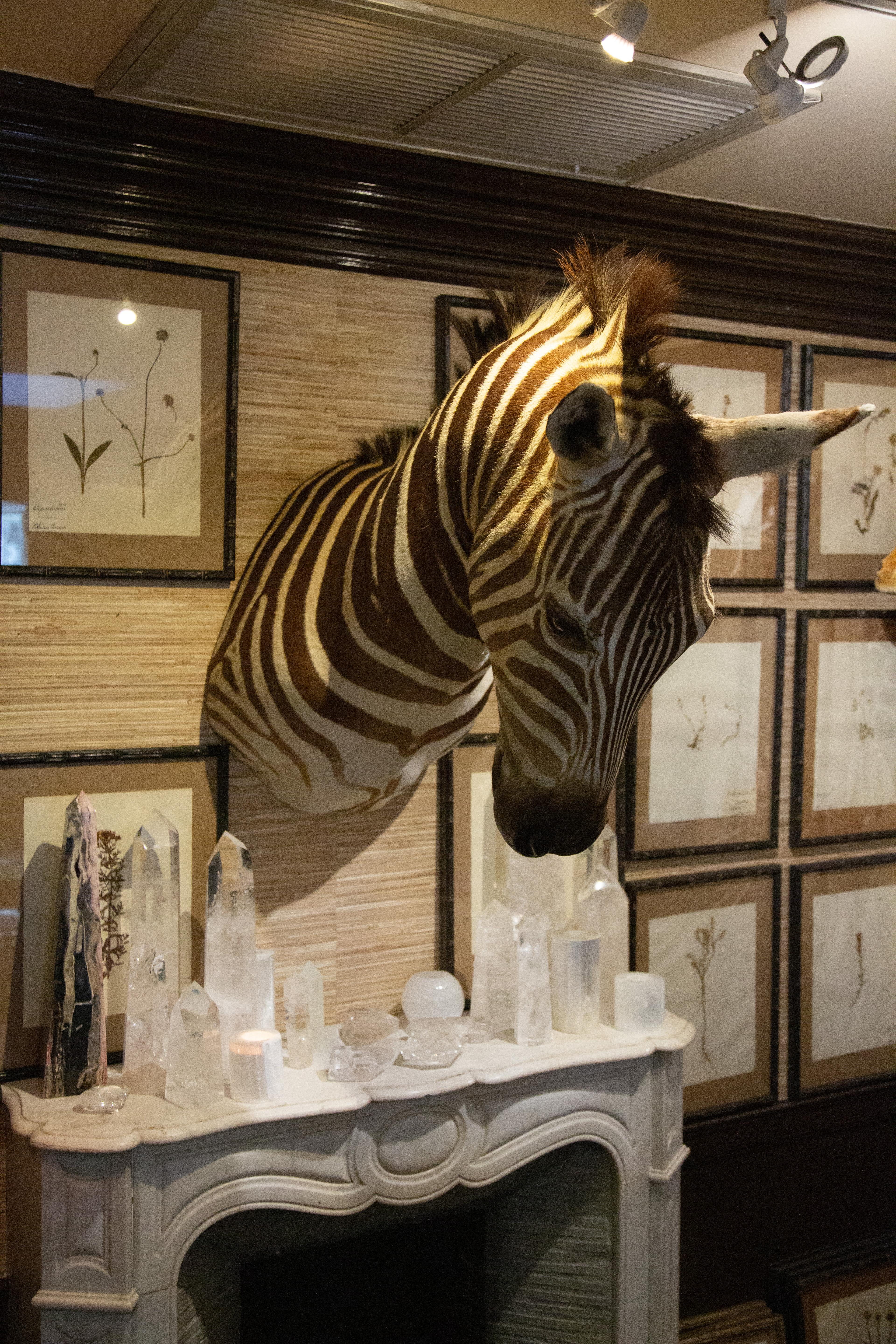 Premier Quality Shoulder Mount Taxidermy Burchell's Zebra For Sale 1