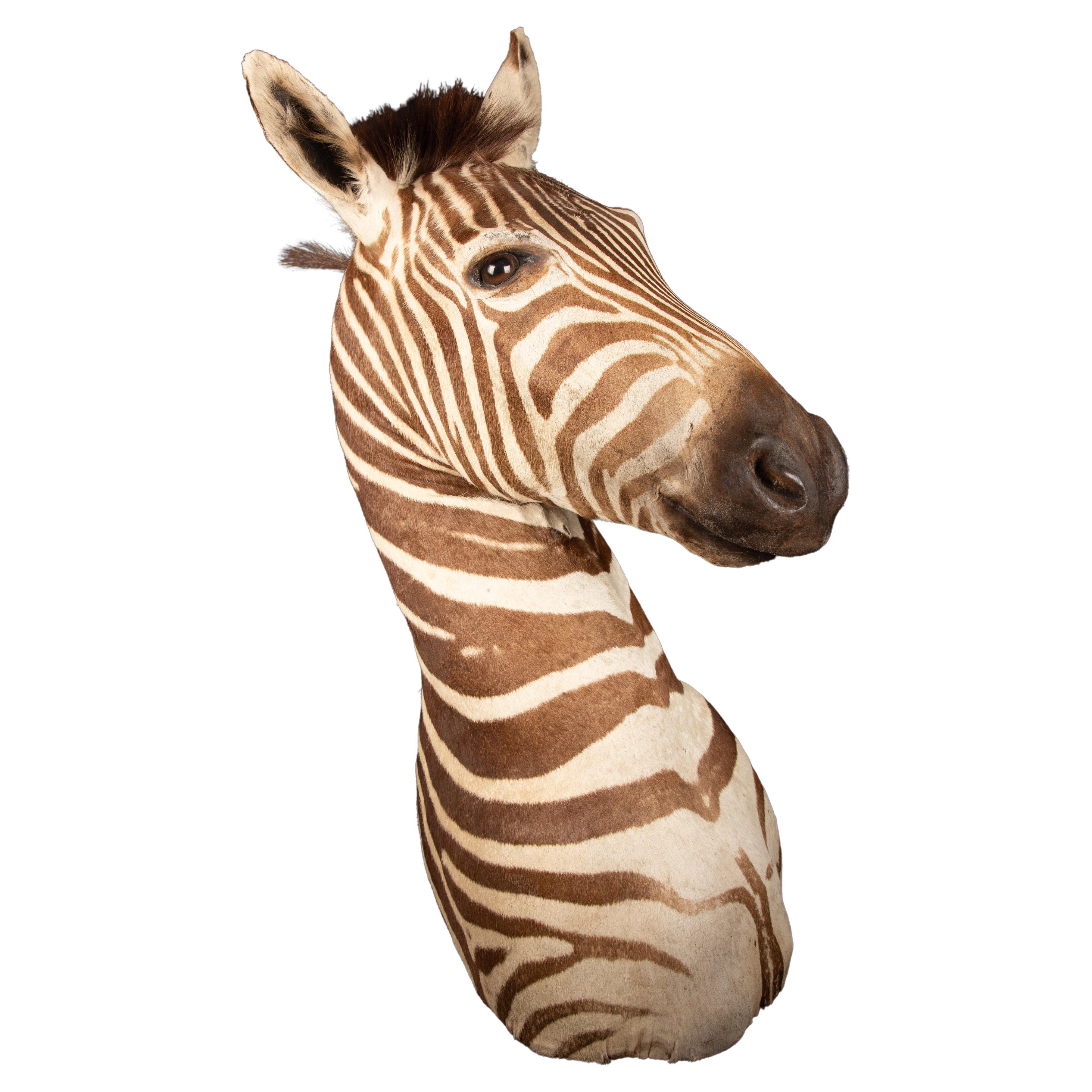 Erstklassige Schulterpräparate des Burchell-Zebra, einer südlichen Unterart des Steppenzebras, aus Südafrika. Dieses exquisite Kunstwerk misst 37