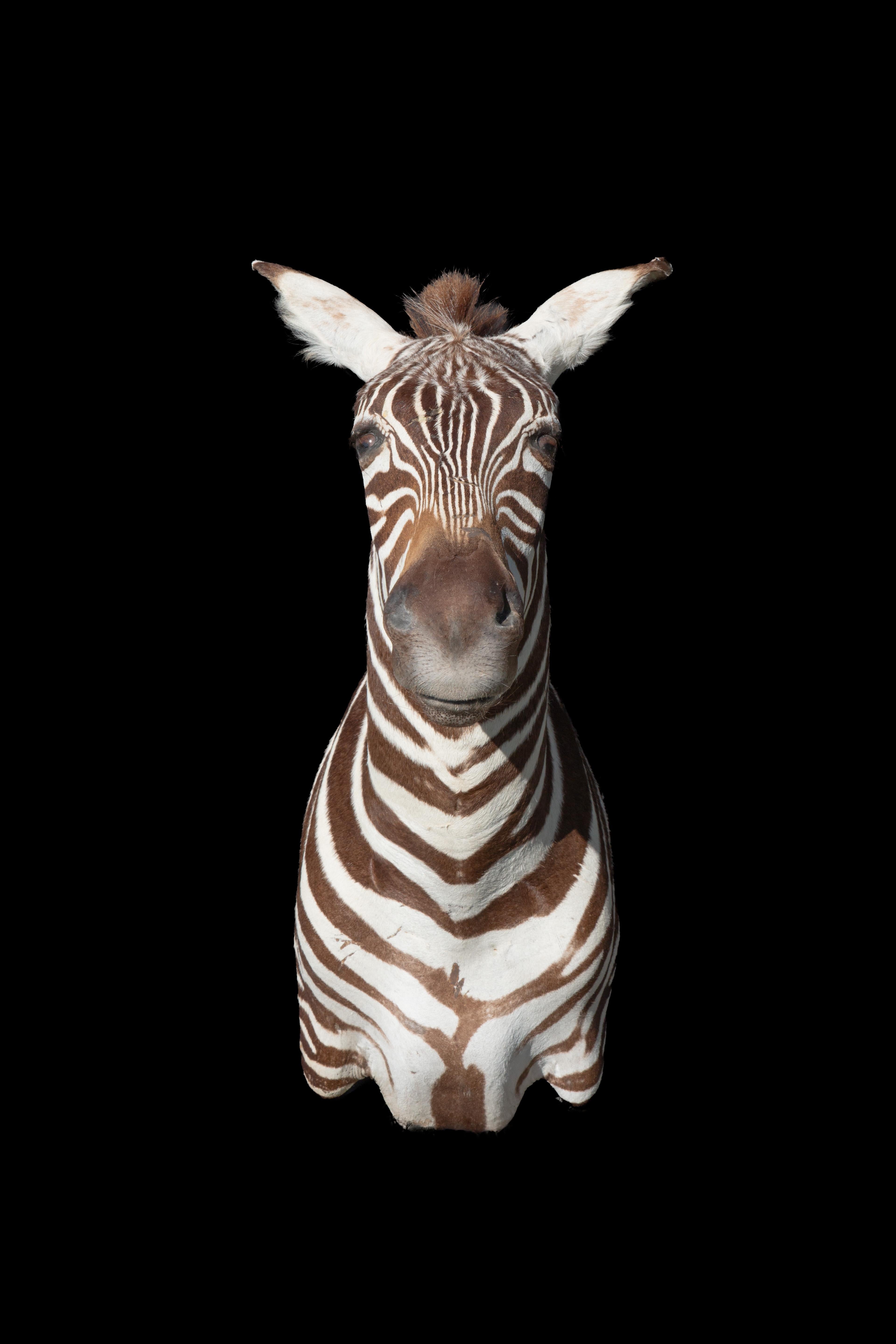 Erstklassige Schulterpräparate des Burchell-Zebra, einer südlichen Unterart des Steppenzebras, aus Südafrika. Dieses exquisite Kunstwerk misst 33