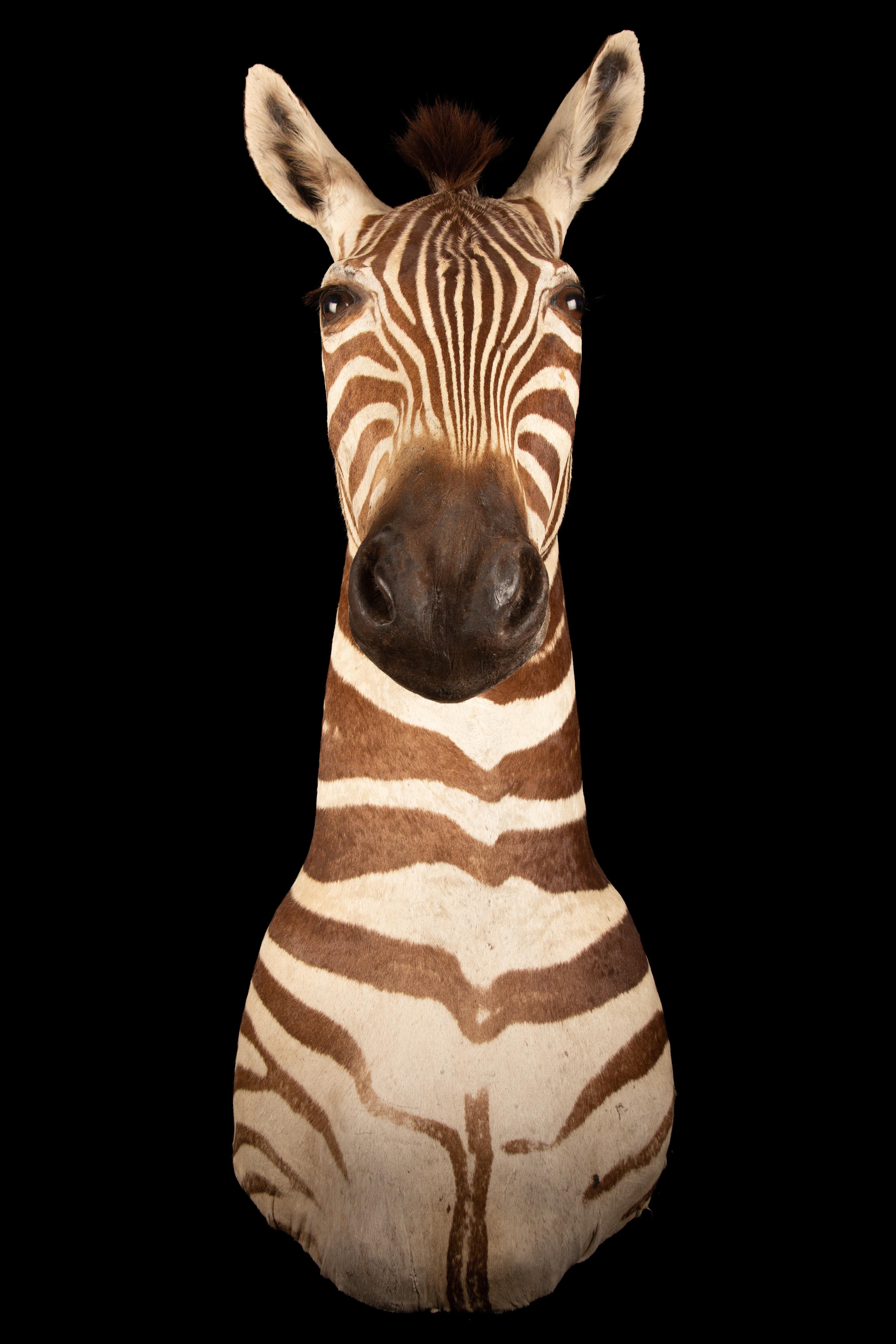 Africain Taxidermie Burchell's Zebra de première qualité à poser sur l'épaule en vente