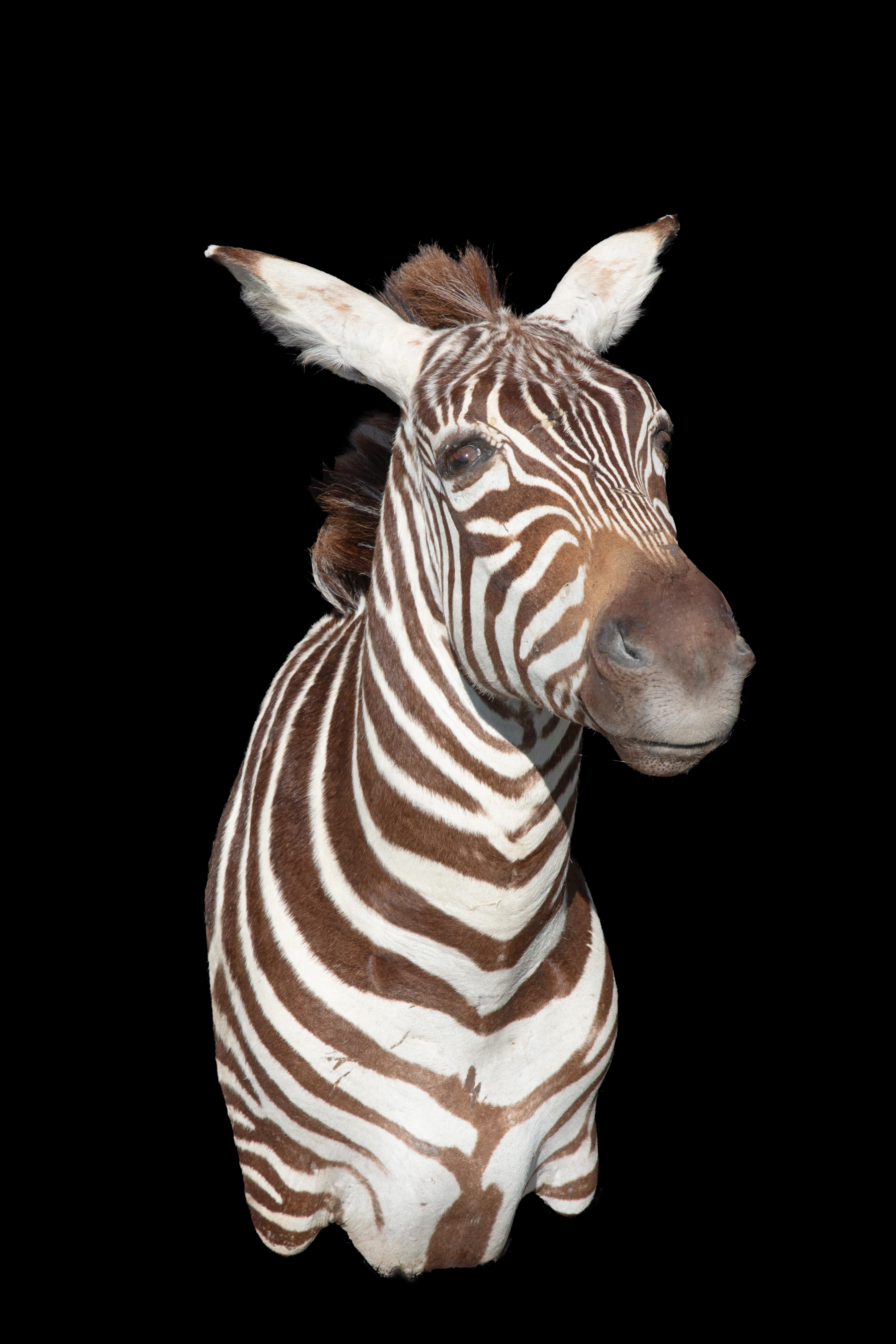 Premier Qualitäts Taxidermie Burchell's Zebra für die Schultermontage (Afrikanisch) im Angebot