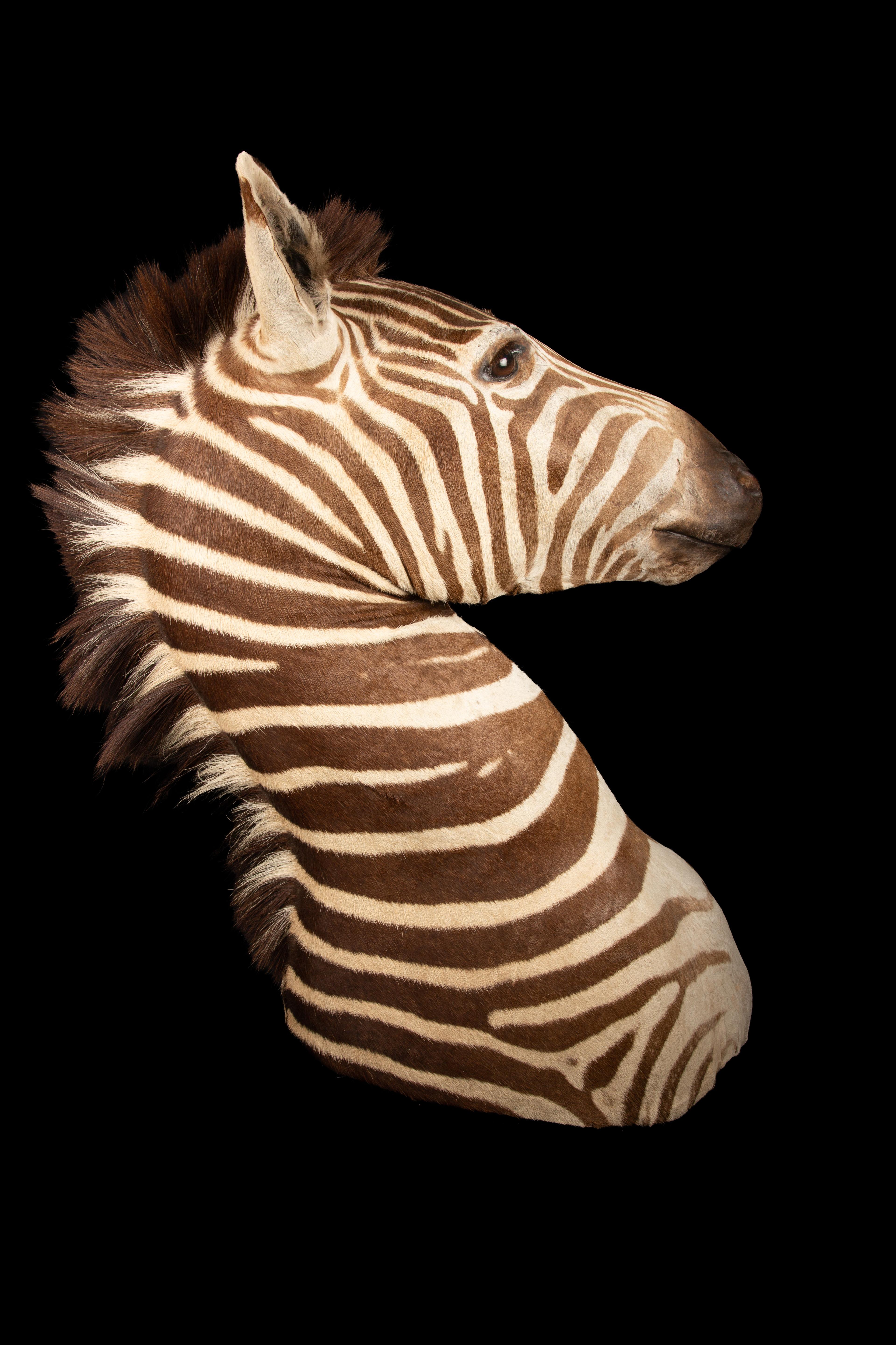 Taxidermie Burchell's Zebra de première qualité à poser sur l'épaule Neuf - En vente à New York, NY