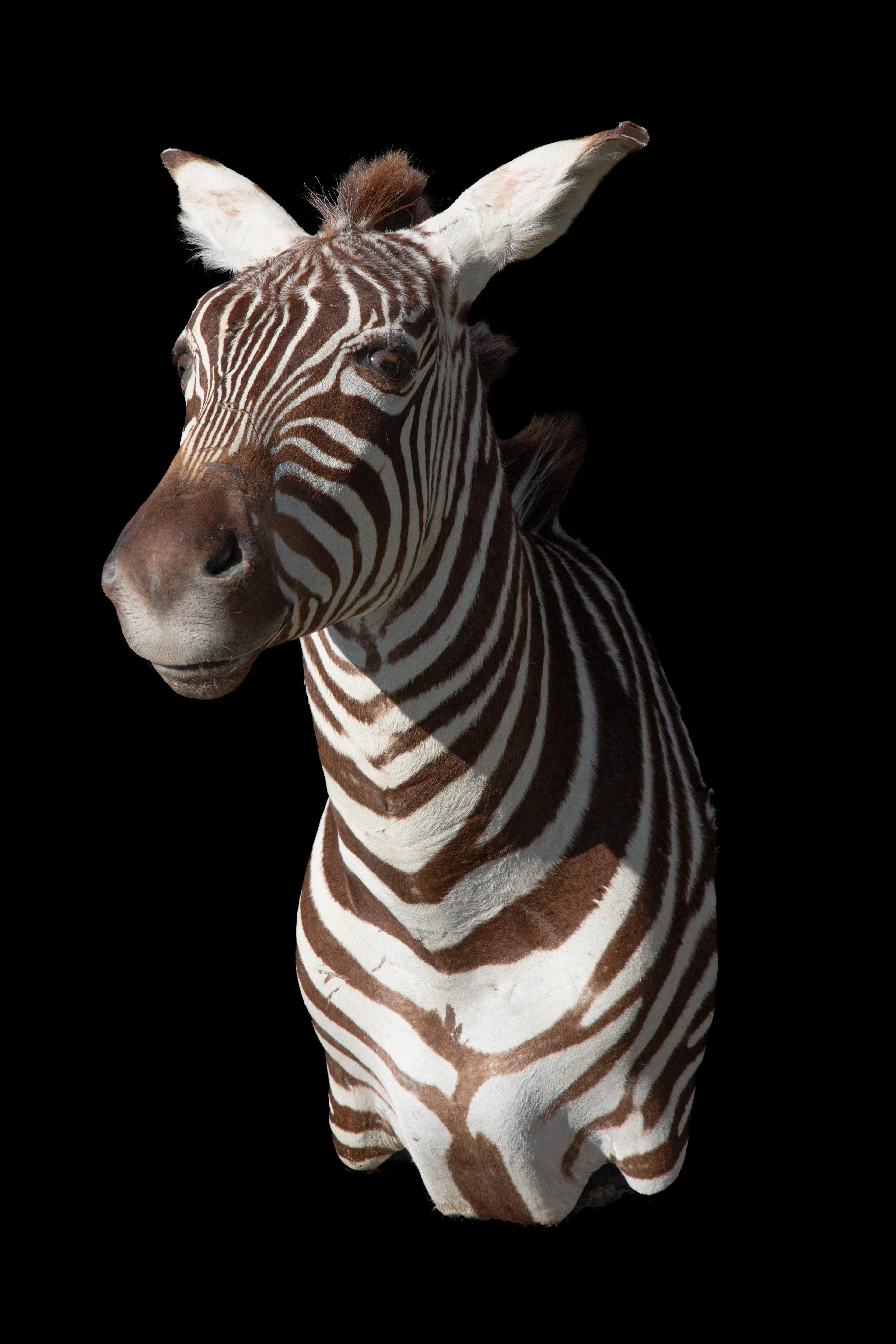 zebra pedestal mount