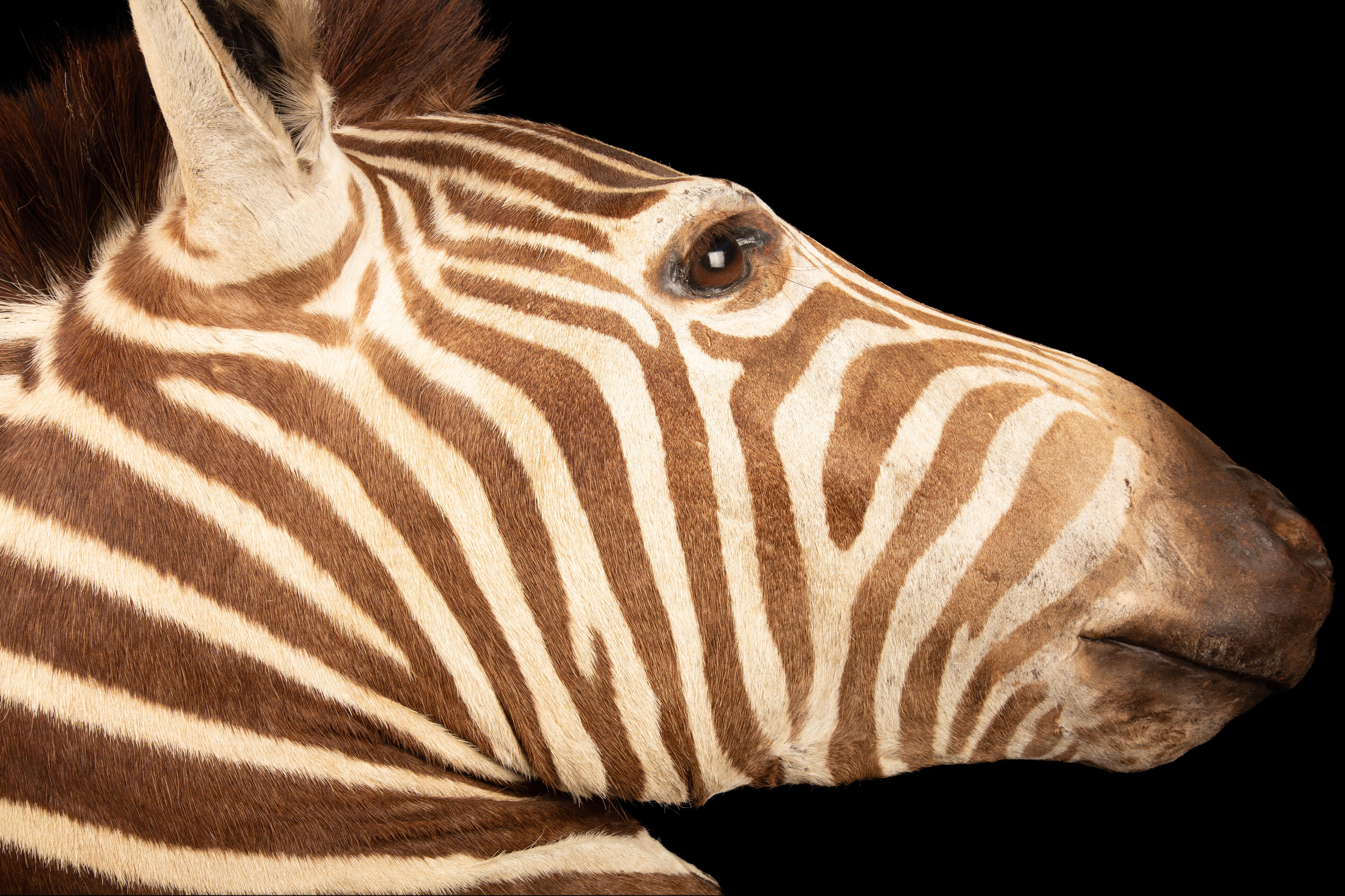 leucistic zebra