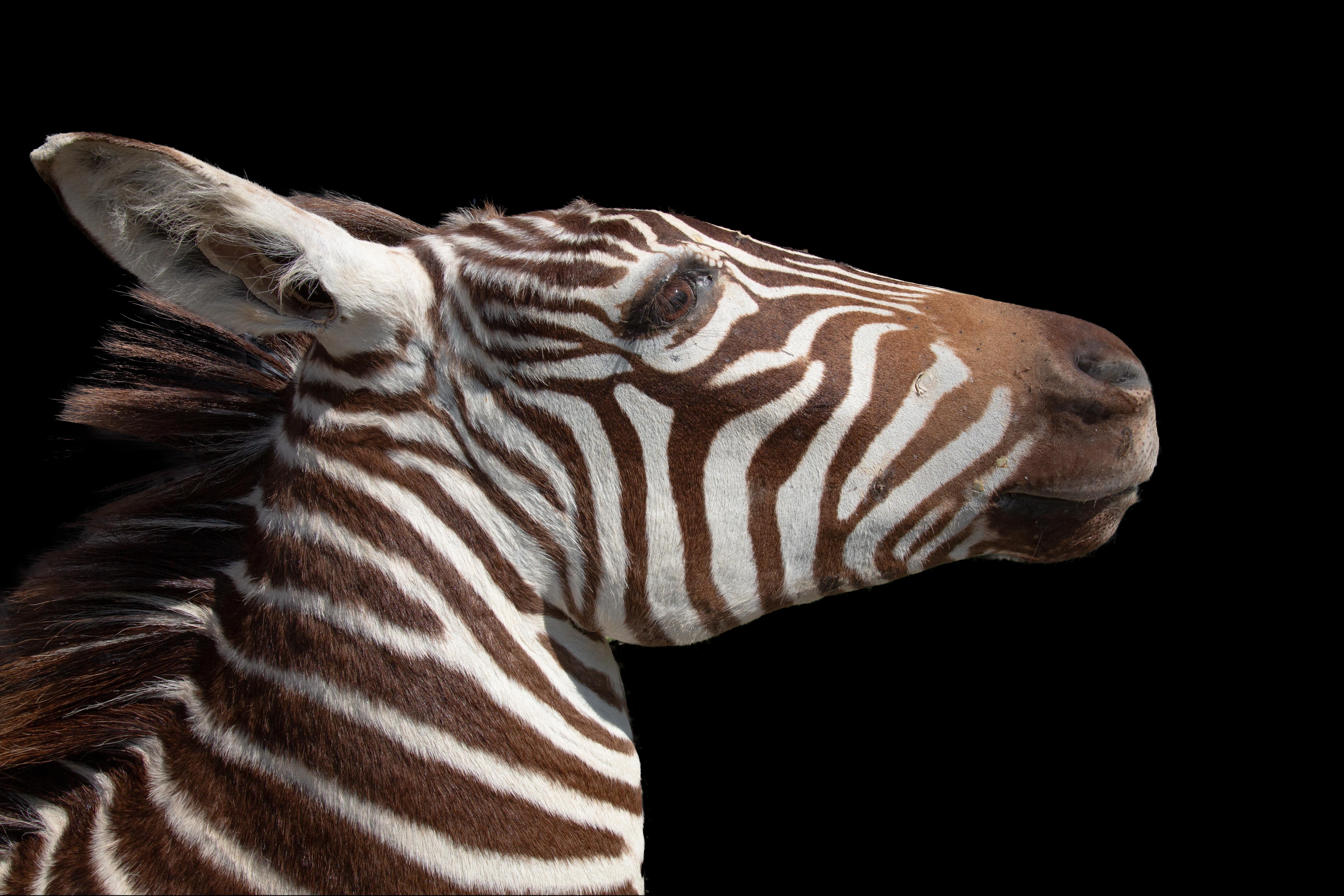 zebra shoulder mount