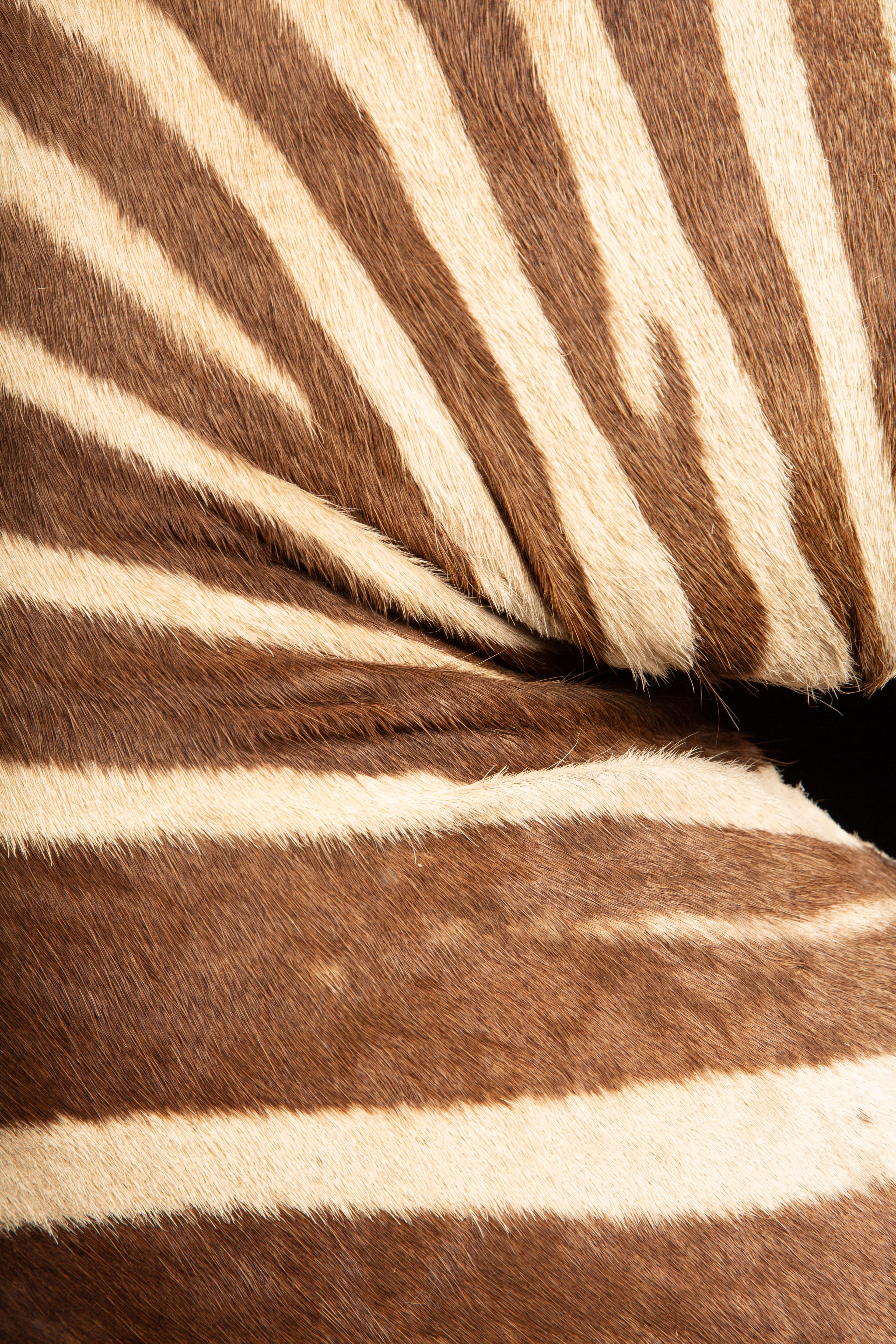 Cuir de zèbre Taxidermie Burchell's Zebra de première qualité à poser sur l'épaule en vente