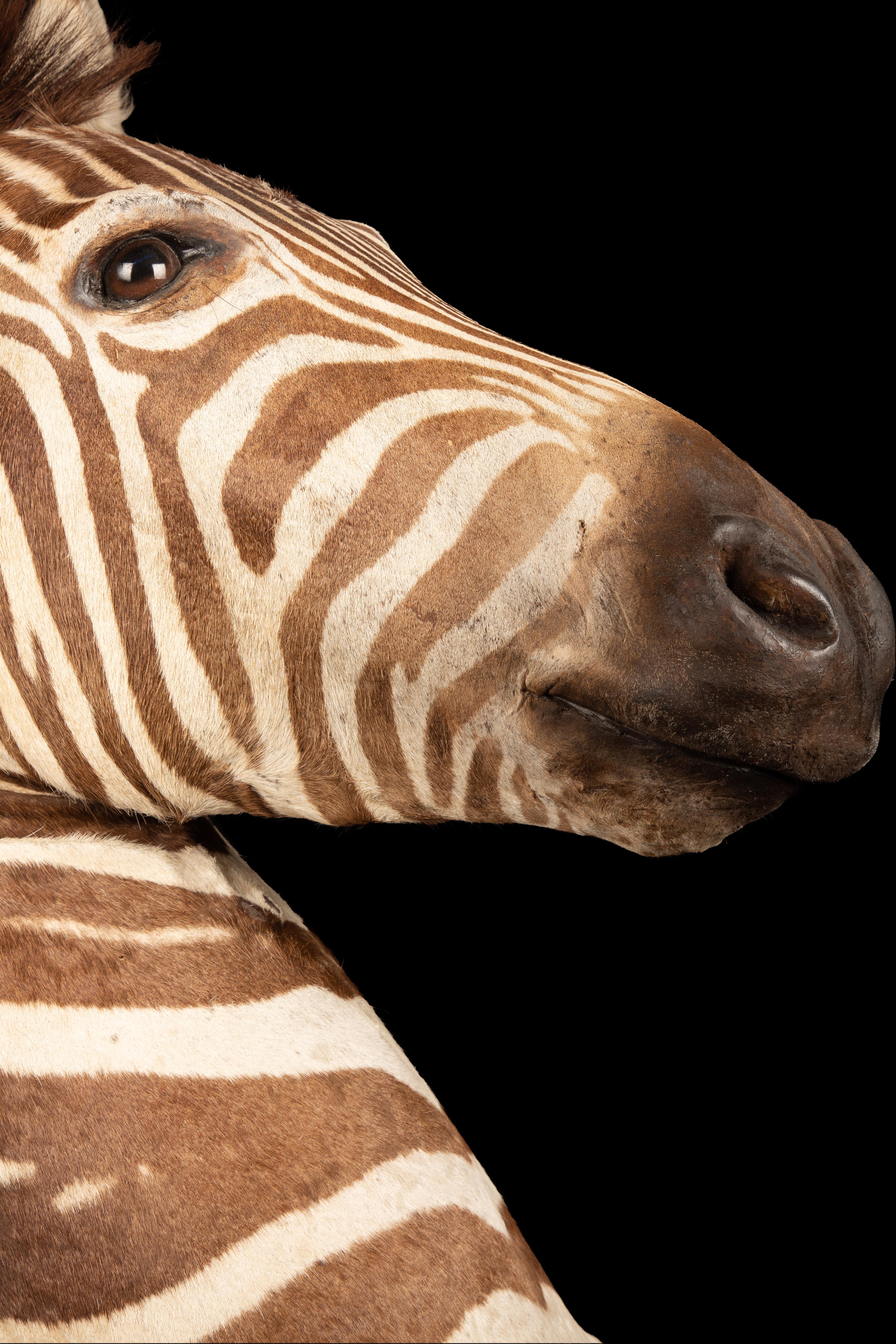Taxidermie Burchell's Zebra in hochwertiger Ausführung im Angebot 1