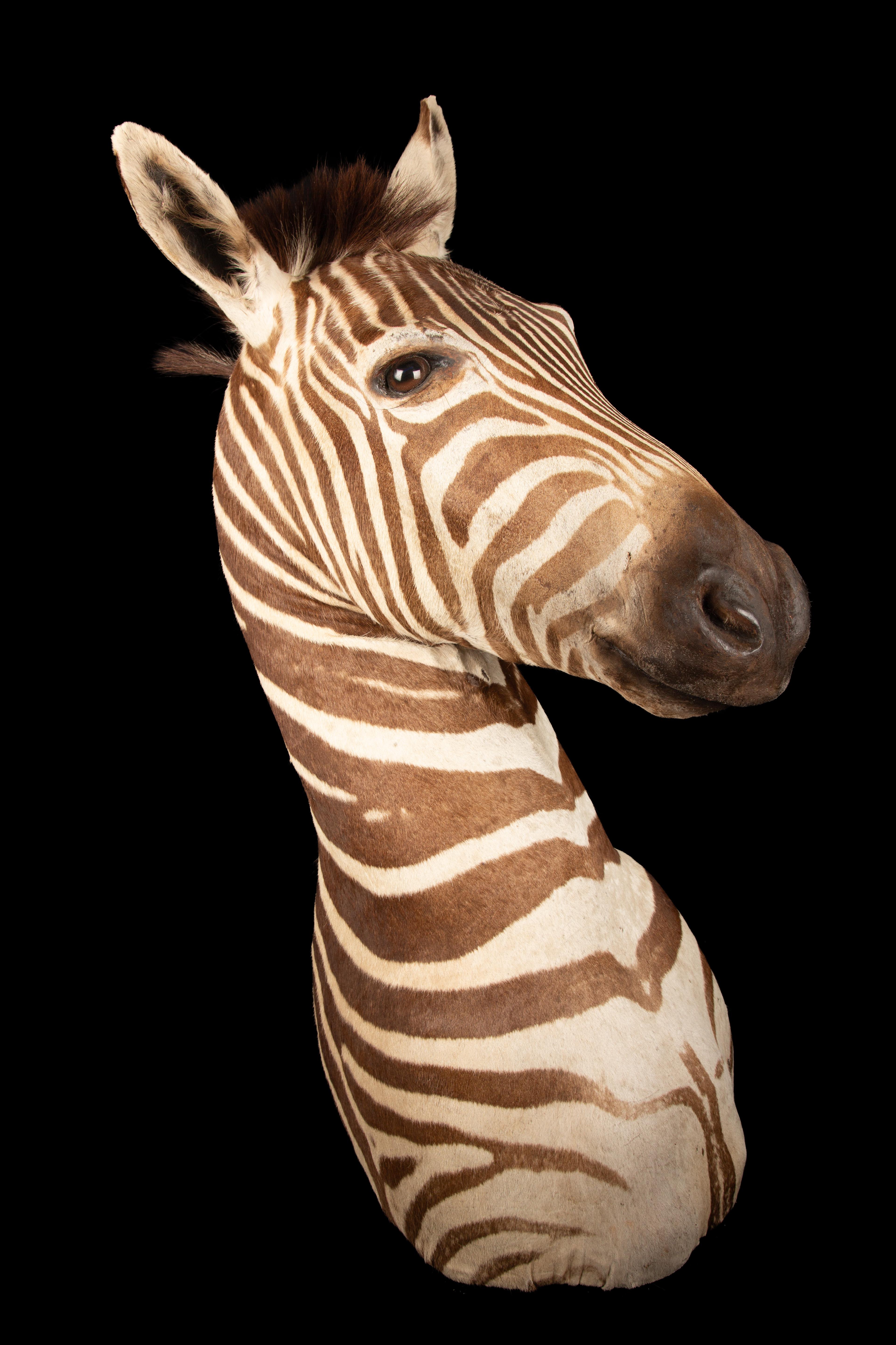 Contemporary Premier Quality Shoulder Mount Taxidermy Burchell's Zebra For Sale