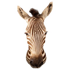 Premier Quality Shoulder Mount Taxidermy Burchell's Zebra