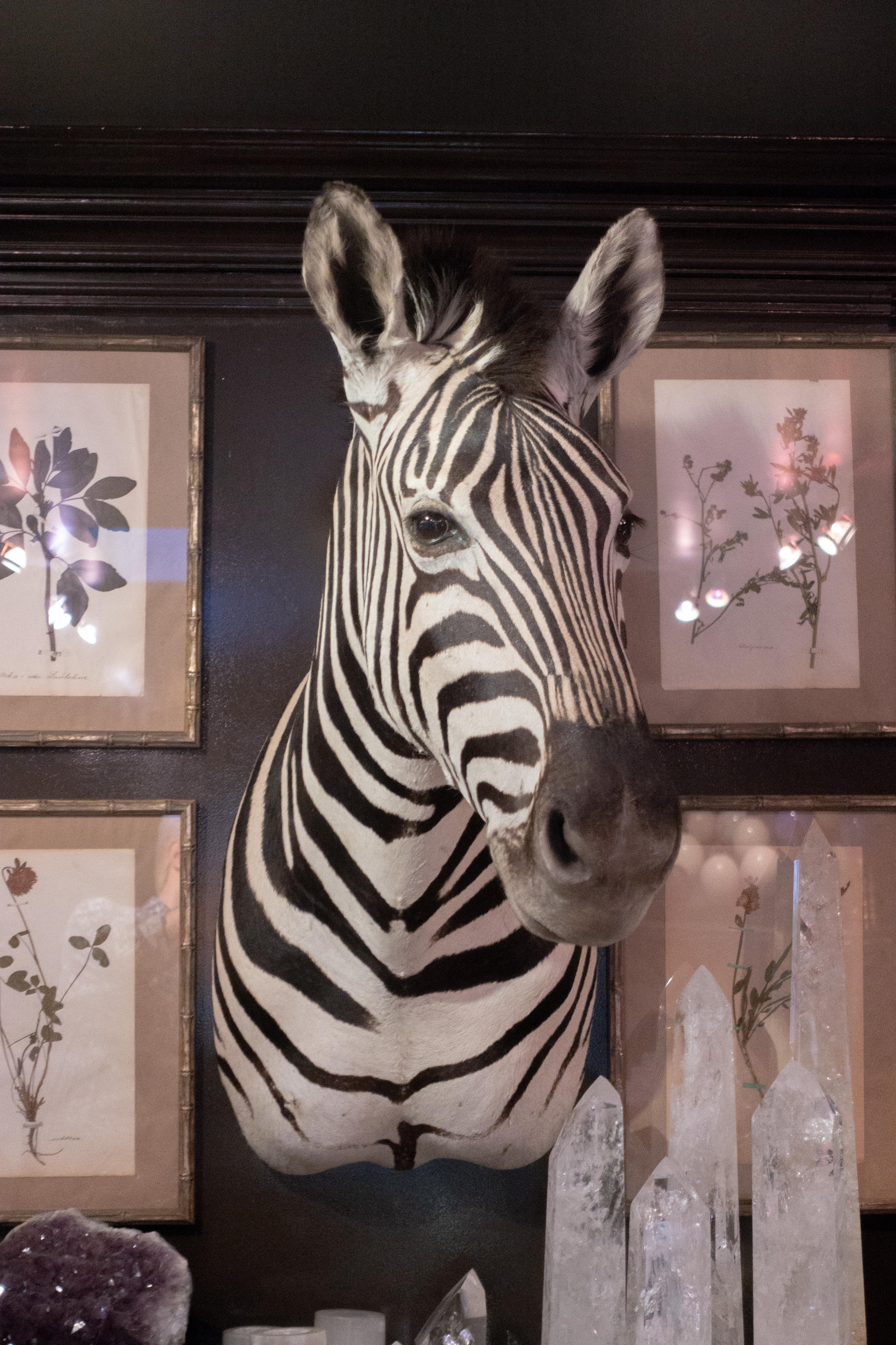 Premier quality shoulder mounts taxidermied Burchell's Zebra (Equus quagga burchellii) from South Africa. Burchell's zebra is a southern African subspecies of the plains zebra. It was named after the British explorer and naturalist William John